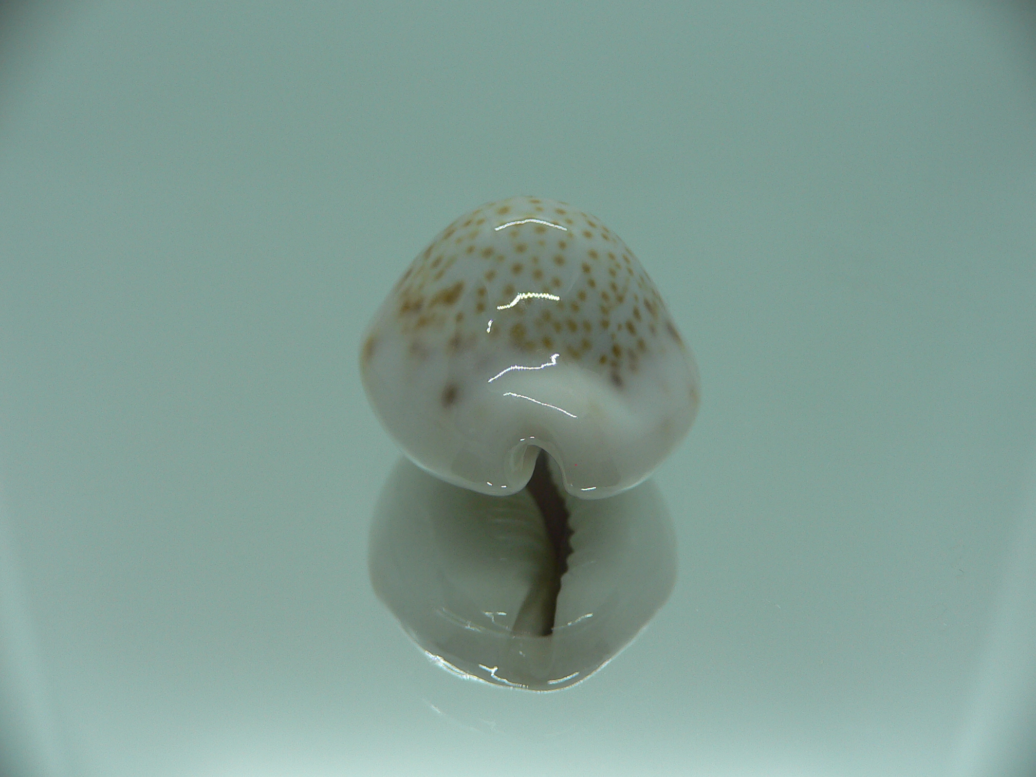 Cypraea turdus pardalina (var.) TURTLE