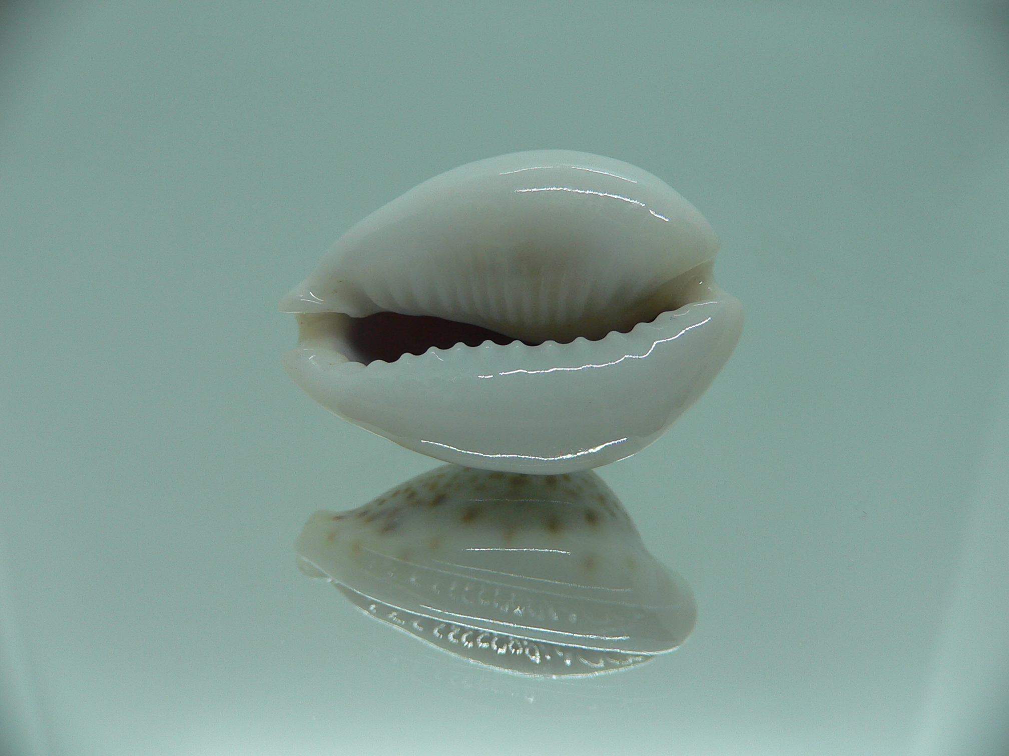 Cypraea turdus pardalina (var.) TURTLE