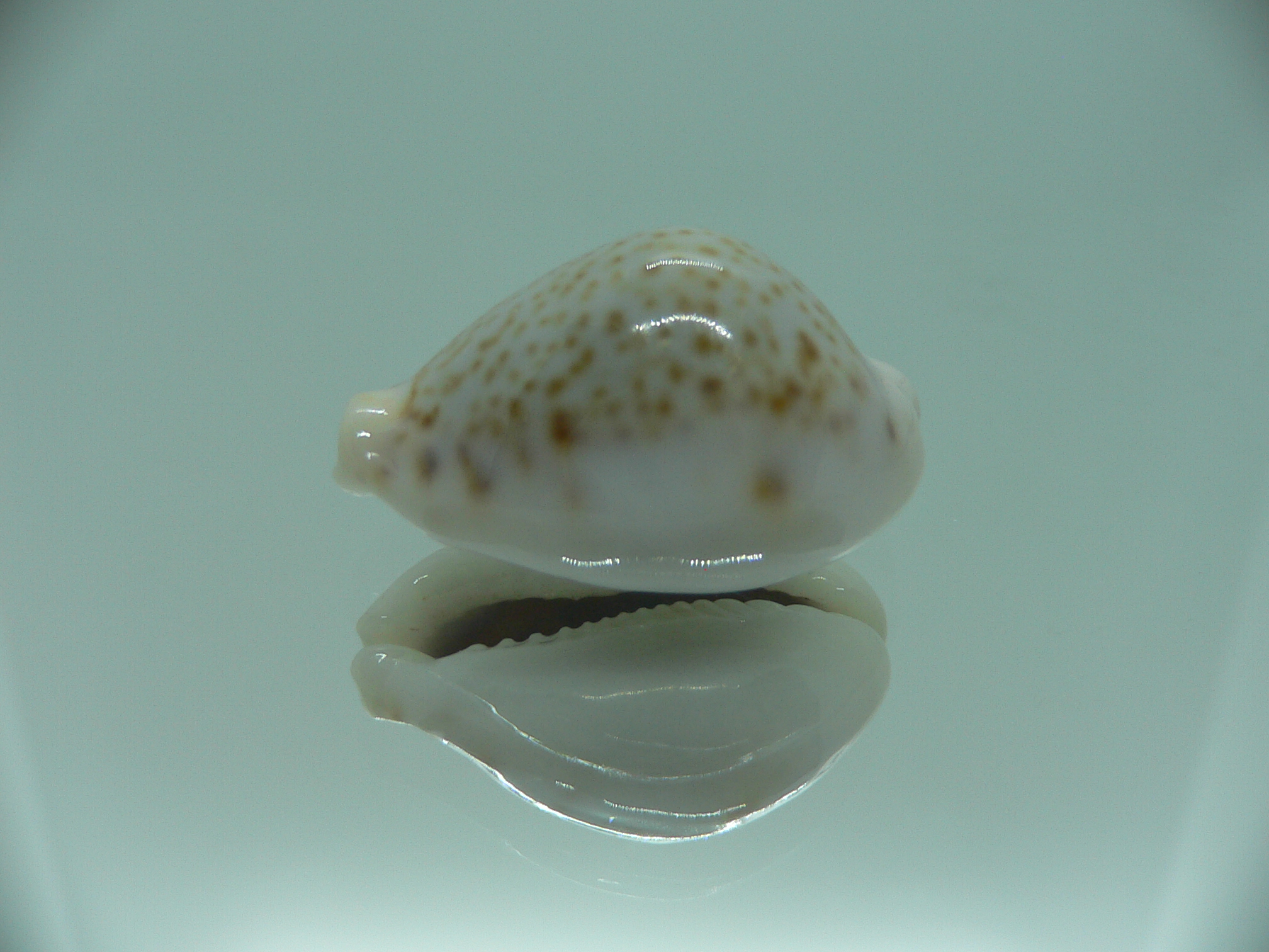 Cypraea turdus pardalina (var.) TURTLE