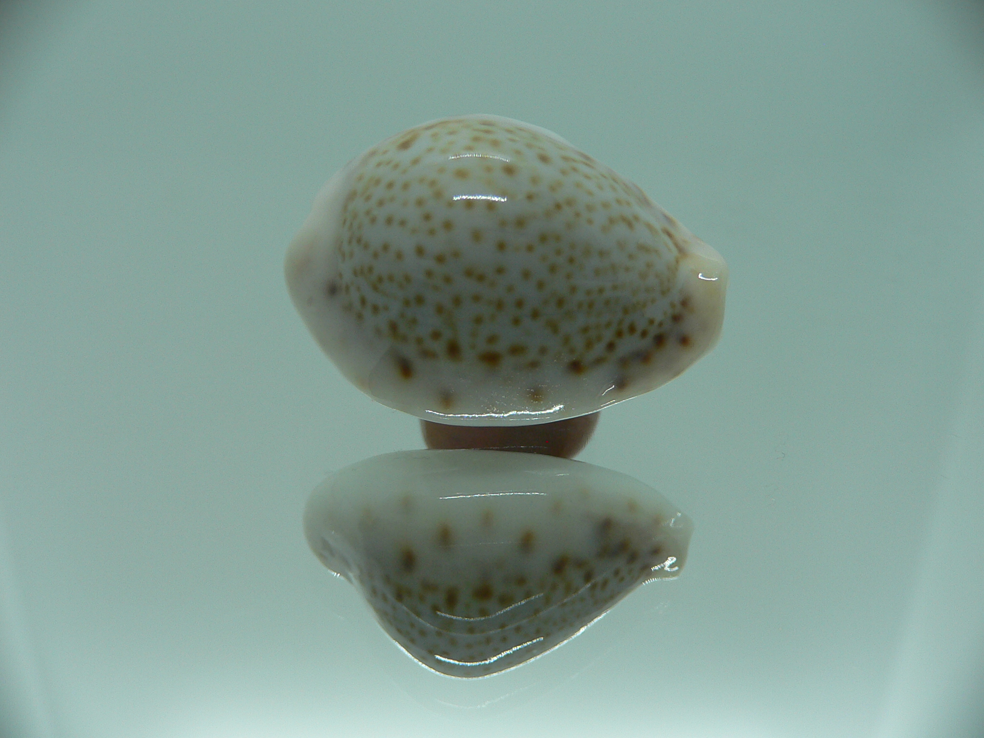 Cypraea turdus pardalina (var.) TURTLE