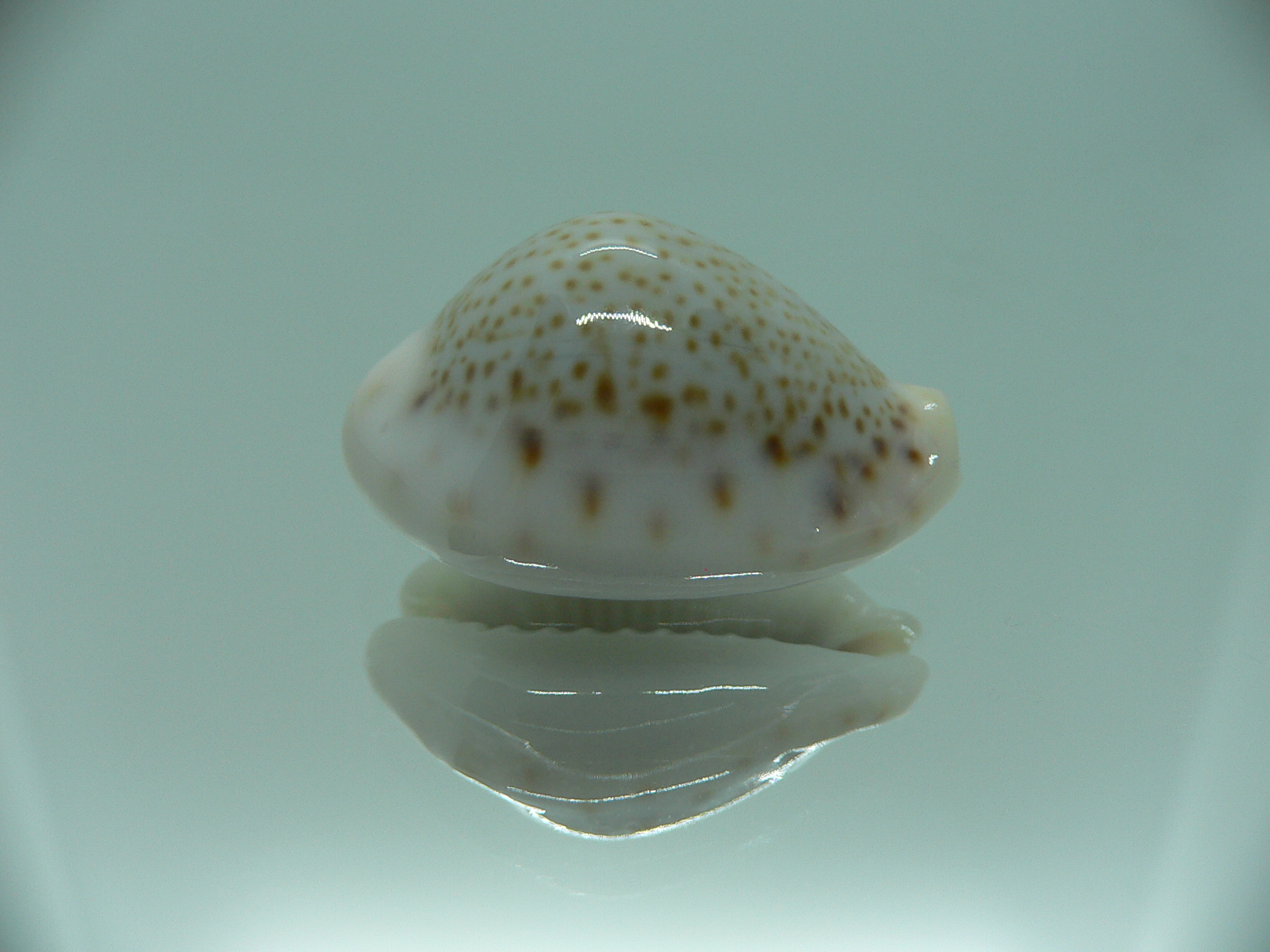 Cypraea turdus pardalina (var.) TURTLE