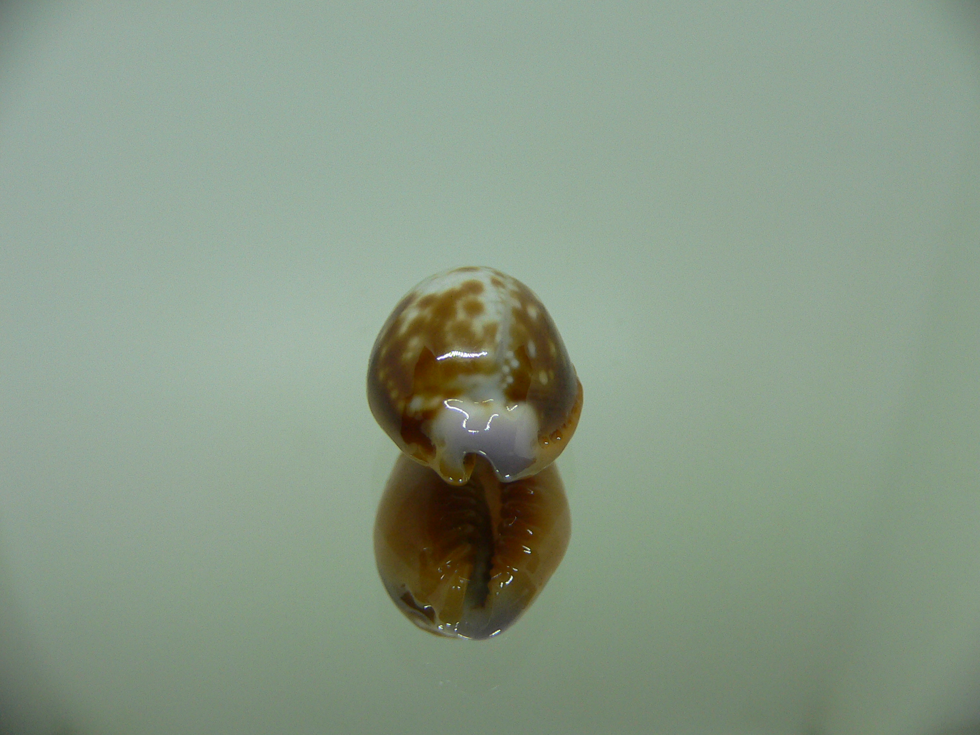 Cypraea helvola argella (var) DWARF