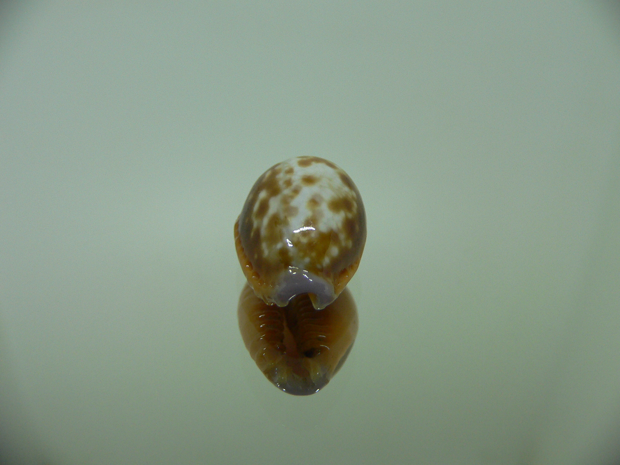 Cypraea helvola argella (var) DWARF