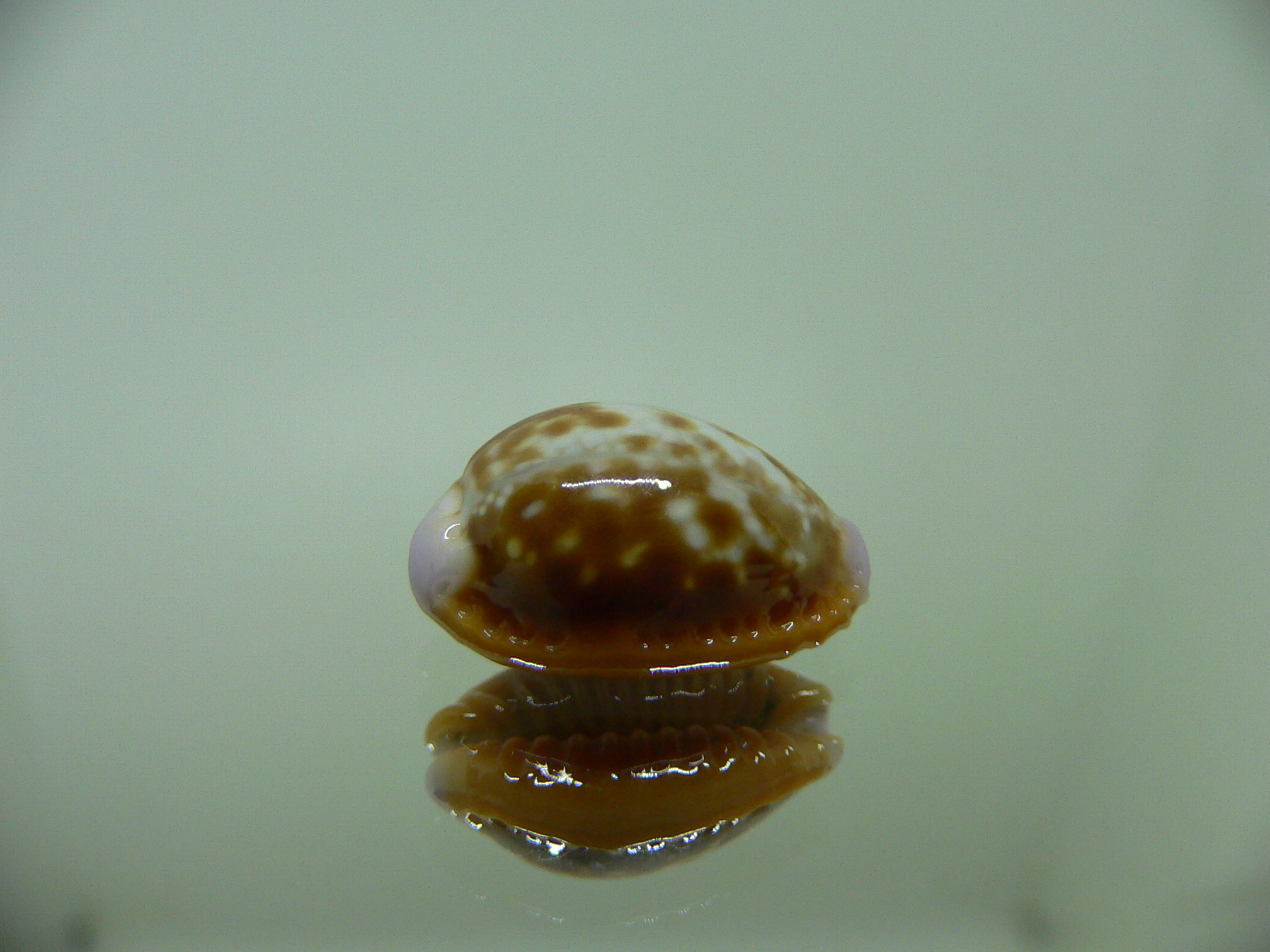 Cypraea helvola argella (var) DWARF