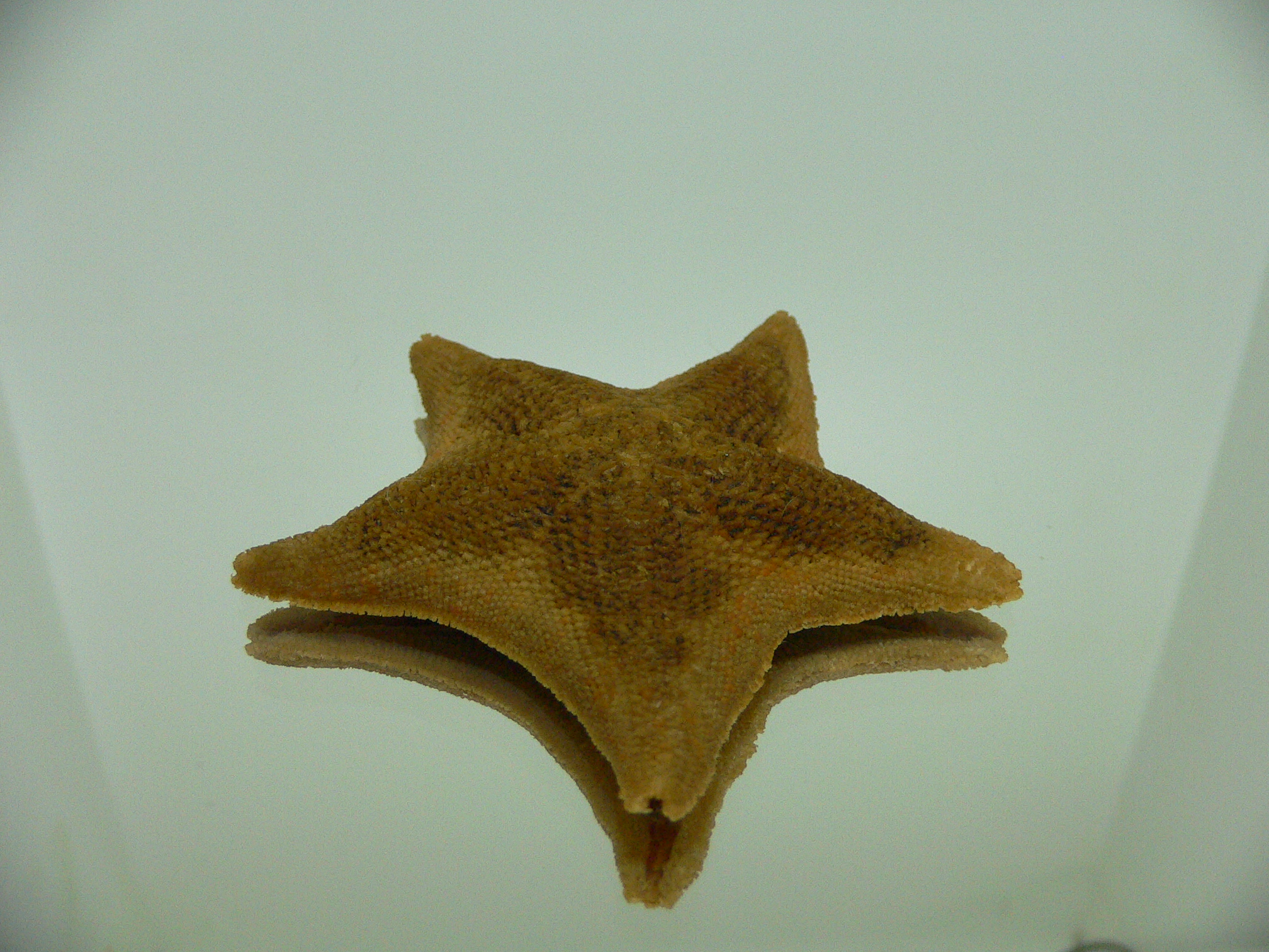 Patiria pectinifera 1