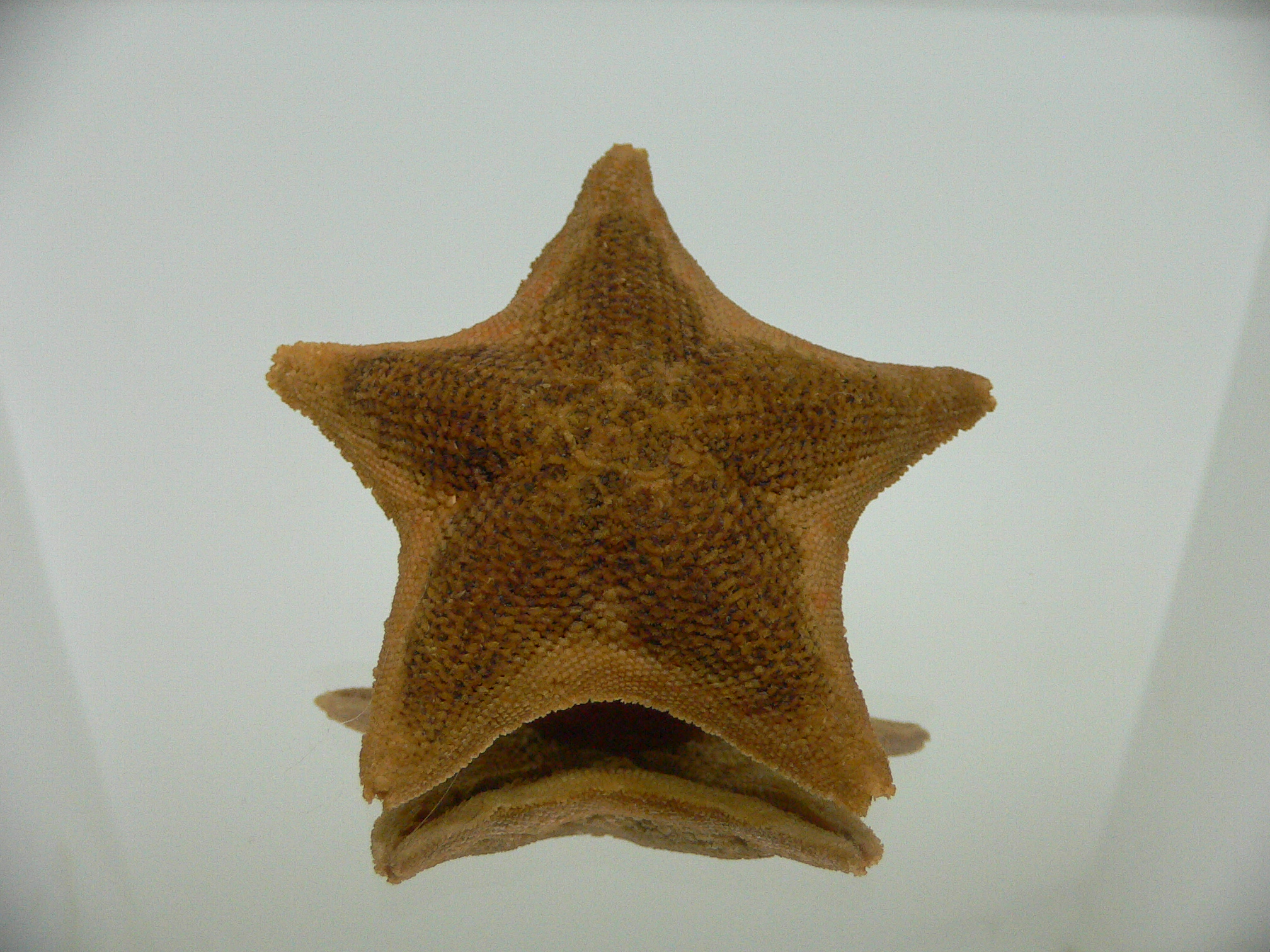 Patiria pectinifera 1