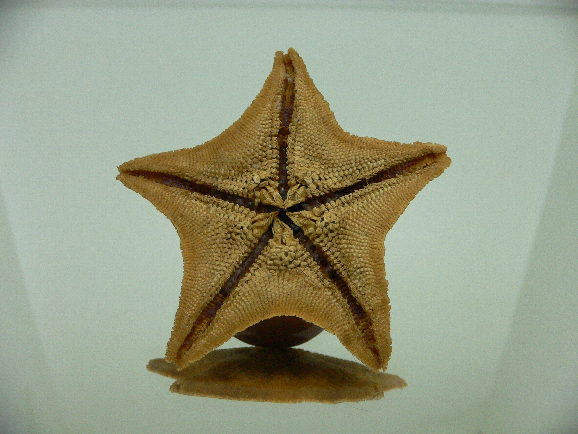 Patiria pectinifera 1