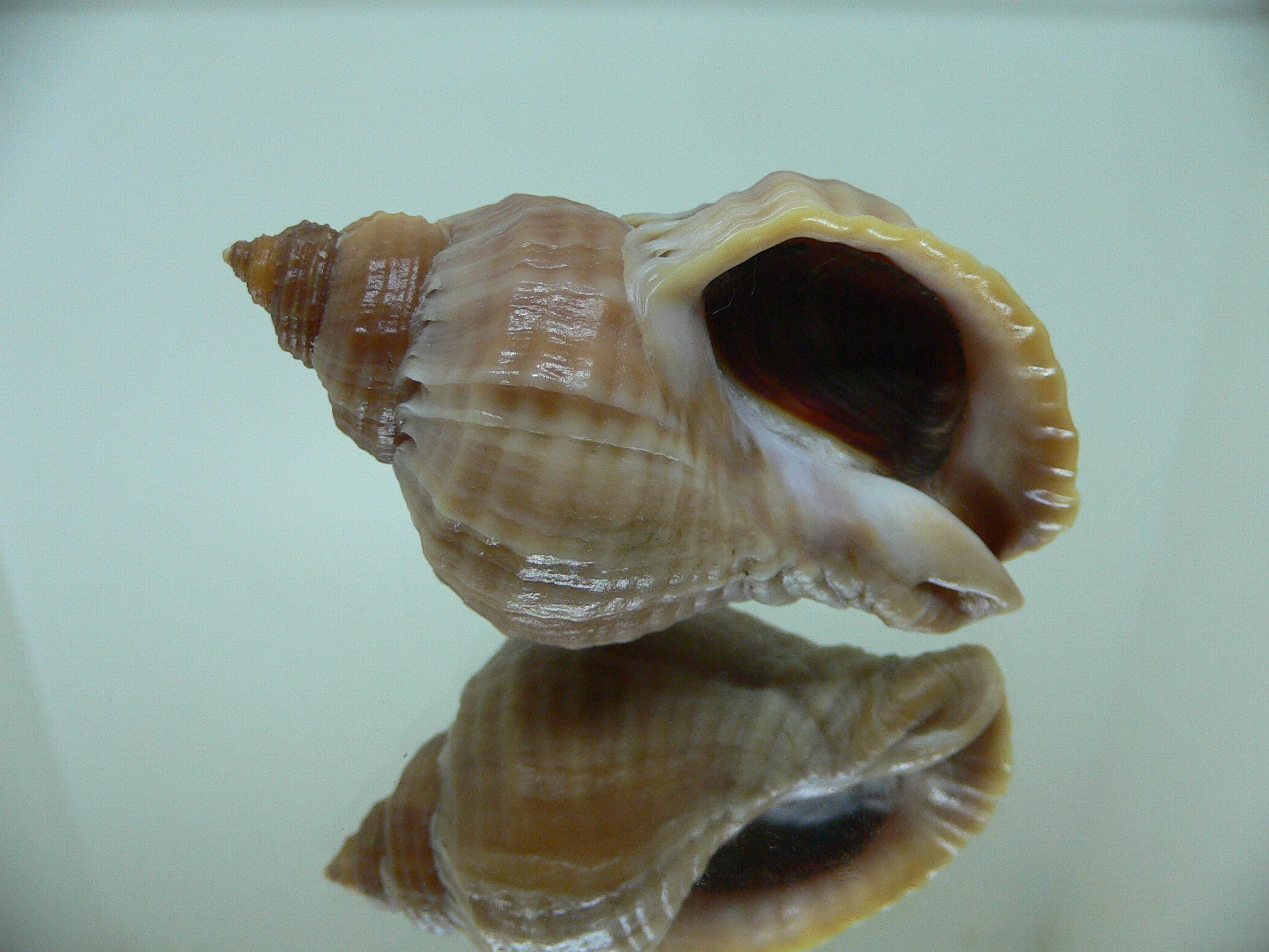 Nucella freycinetii alabaster ELONGATE