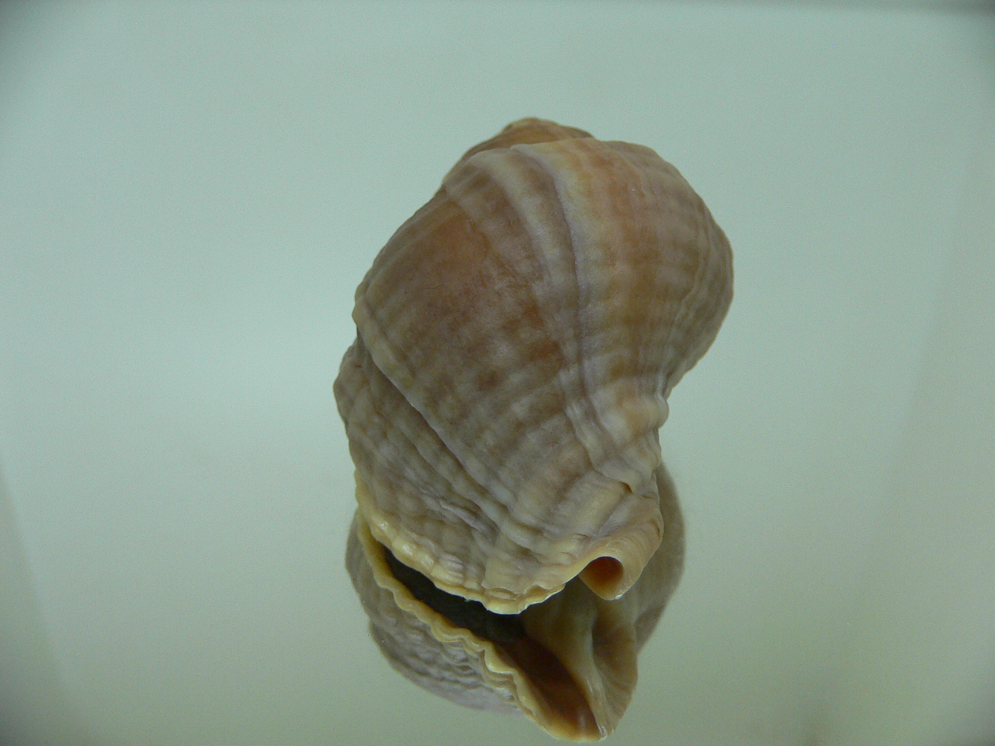 Nucella freycinetii alabaster ELONGATE