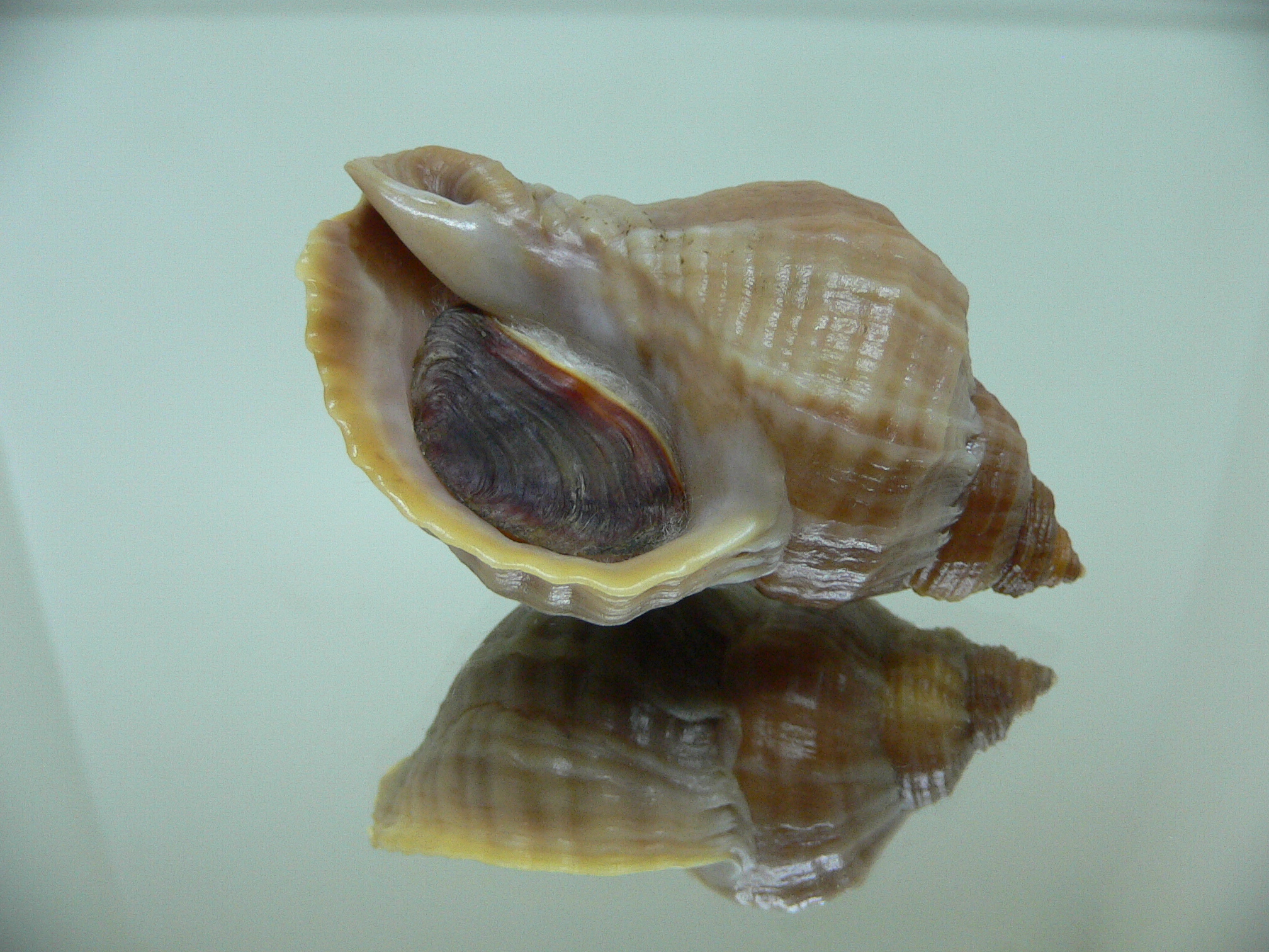 Nucella freycinetii alabaster ELONGATE