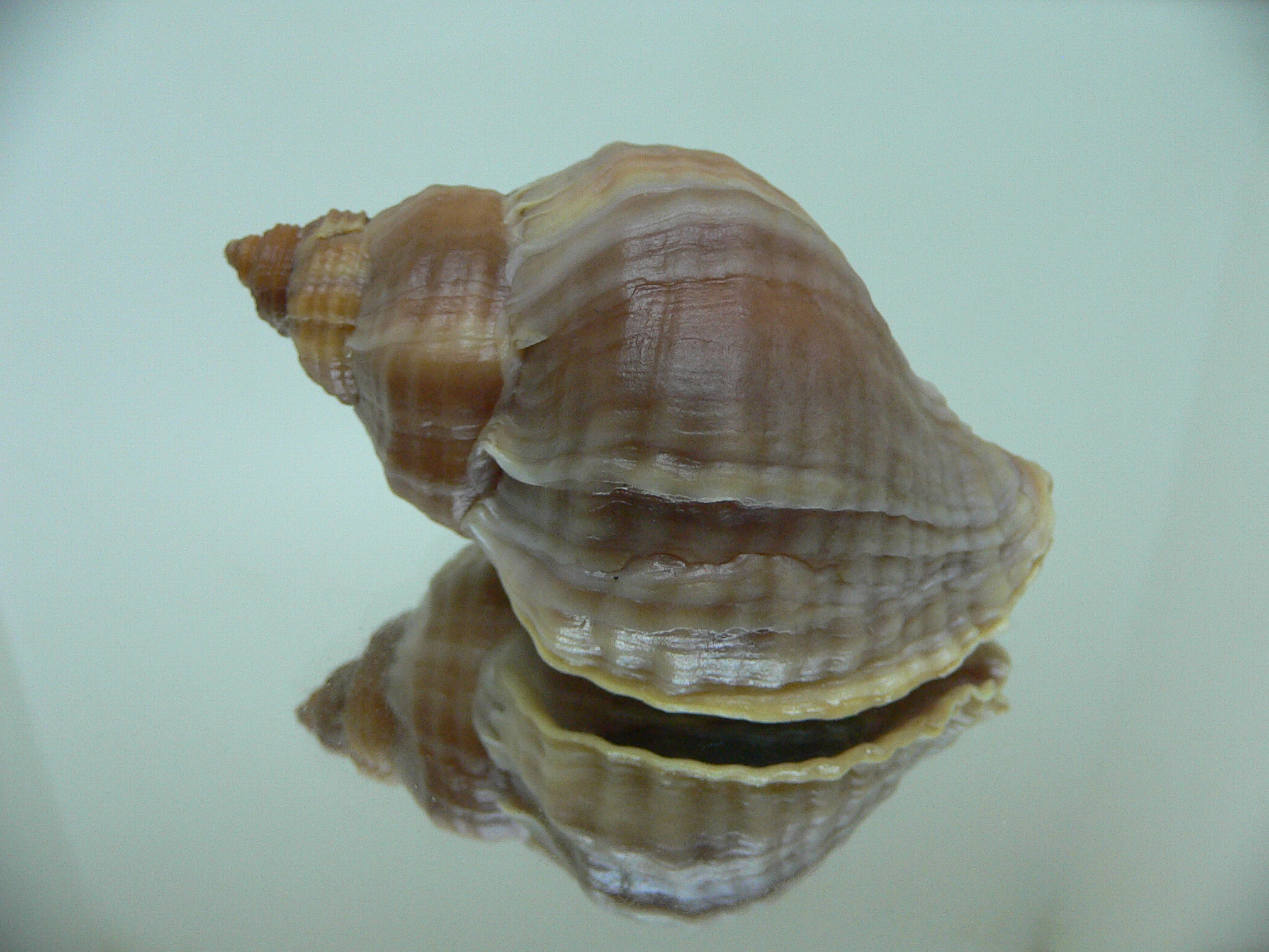 Nucella freycinetii alabaster ELONGATE