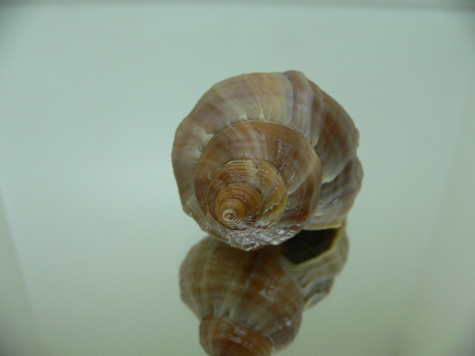 Nucella freycinetii alabaster ELONGATE