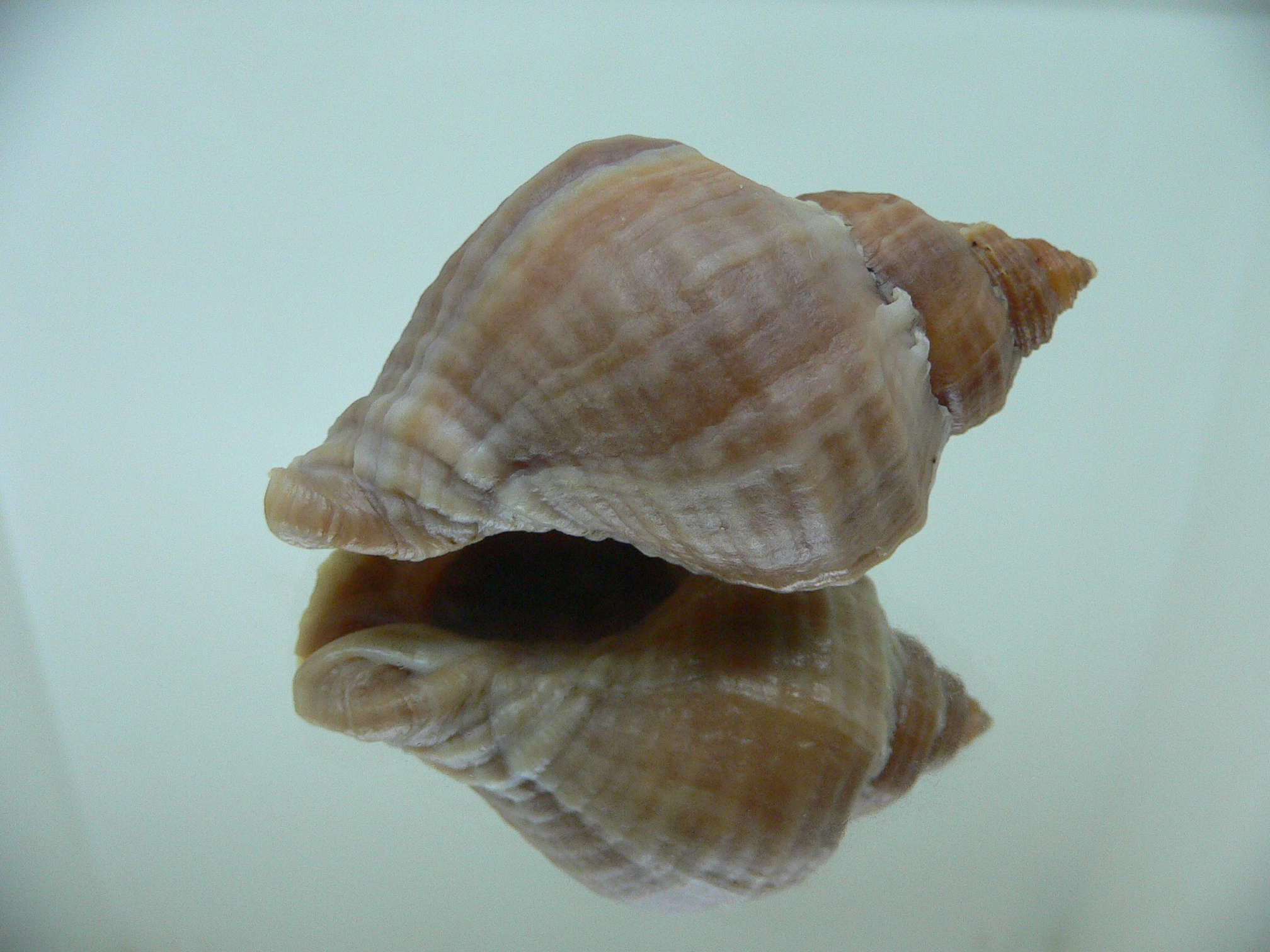 Nucella freycinetii alabaster ELONGATE