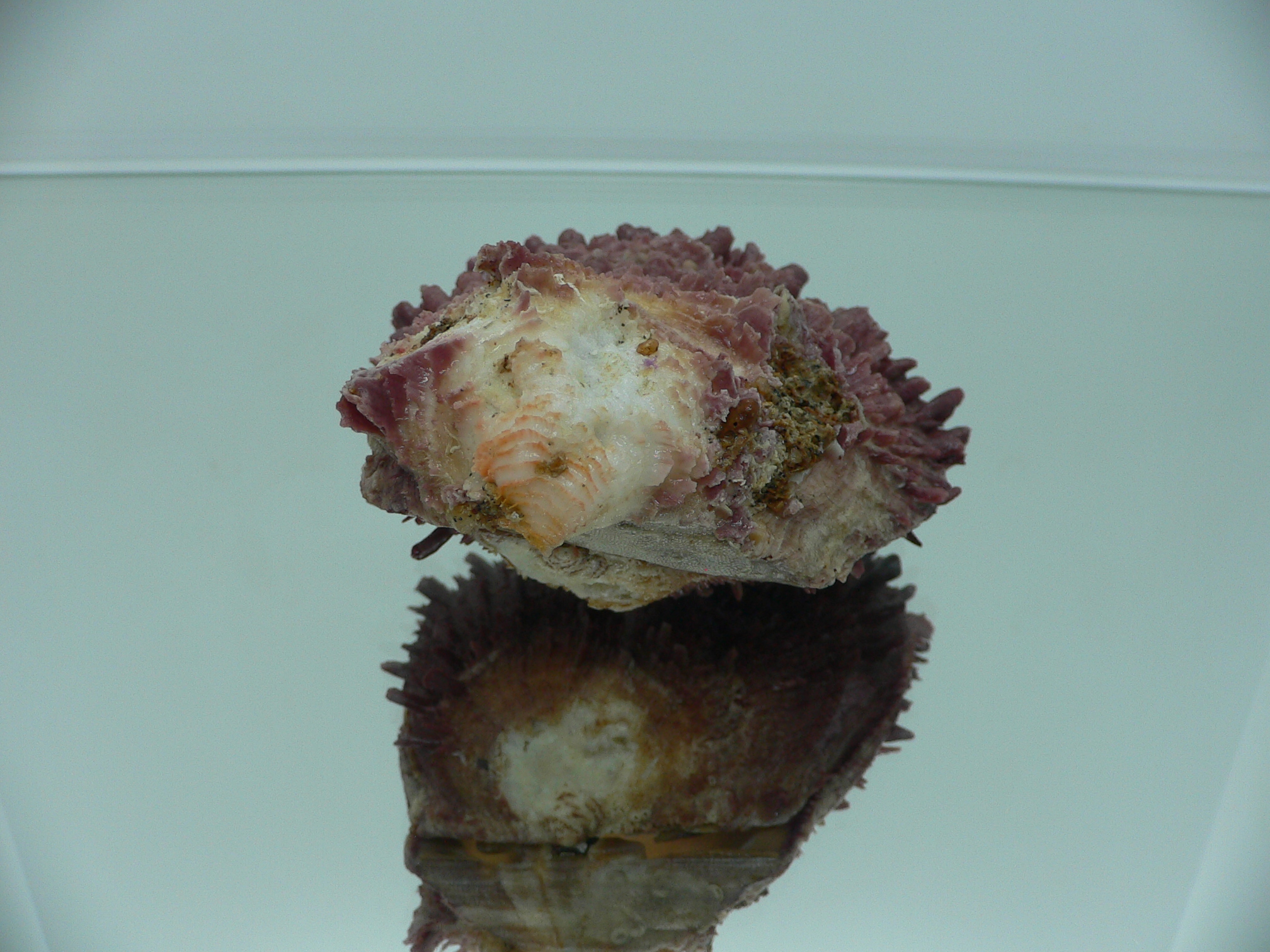 Spondylus asiaticus BIG & TERRACOT