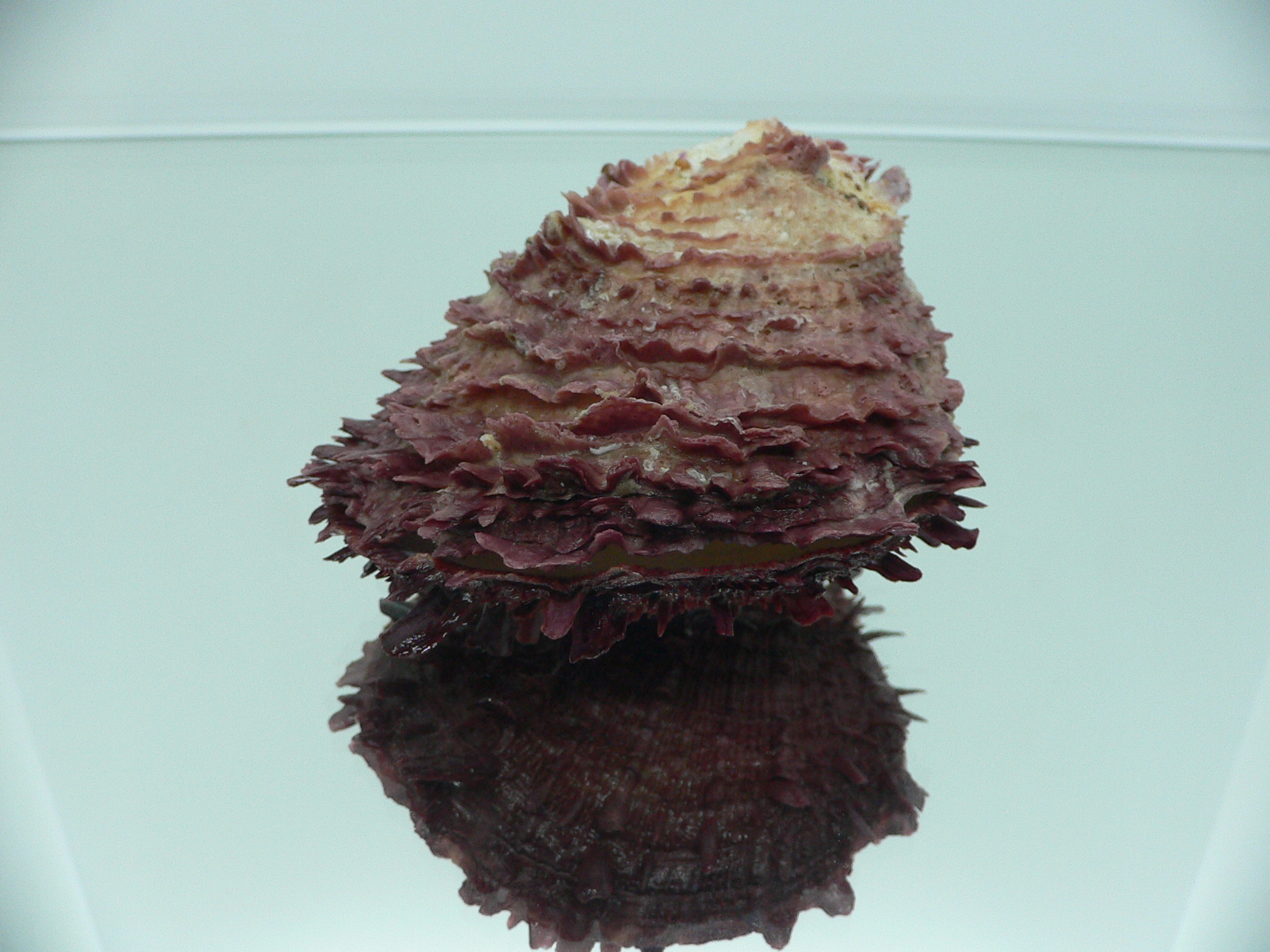 Spondylus asiaticus BIG & TERRACOT