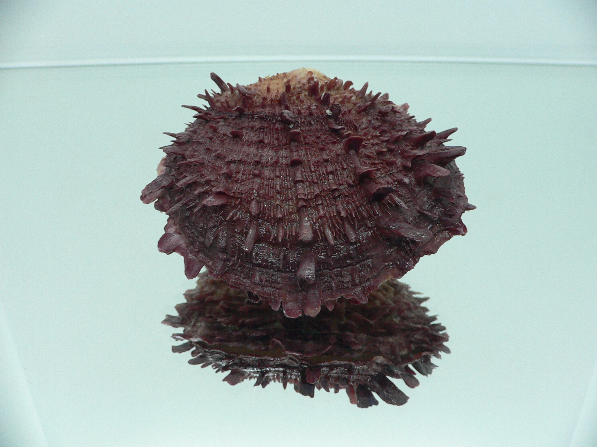 Spondylus asiaticus BIG & TERRACOT