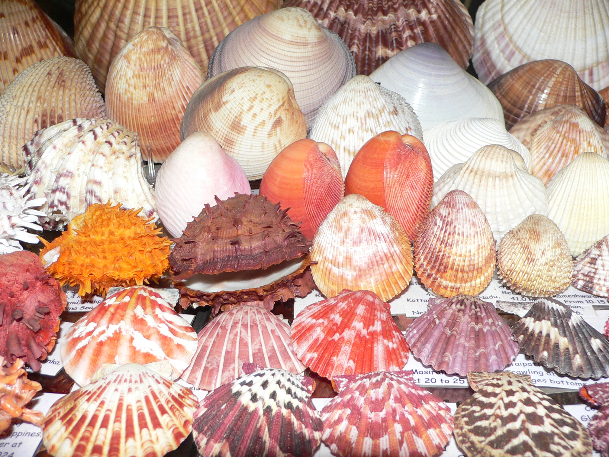 Spondylus asiaticus BIG & TERRACOT