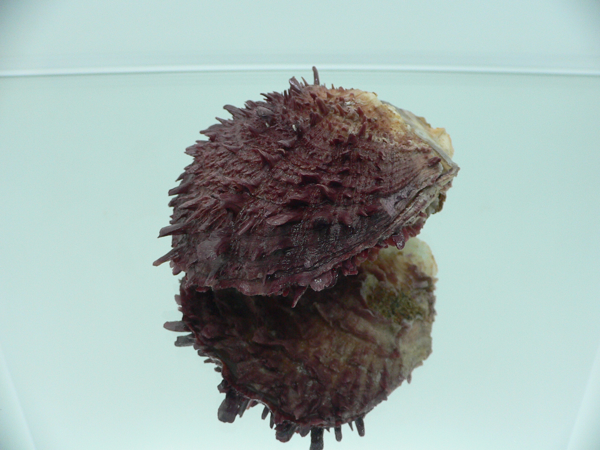 Spondylus asiaticus BIG & TERRACOT