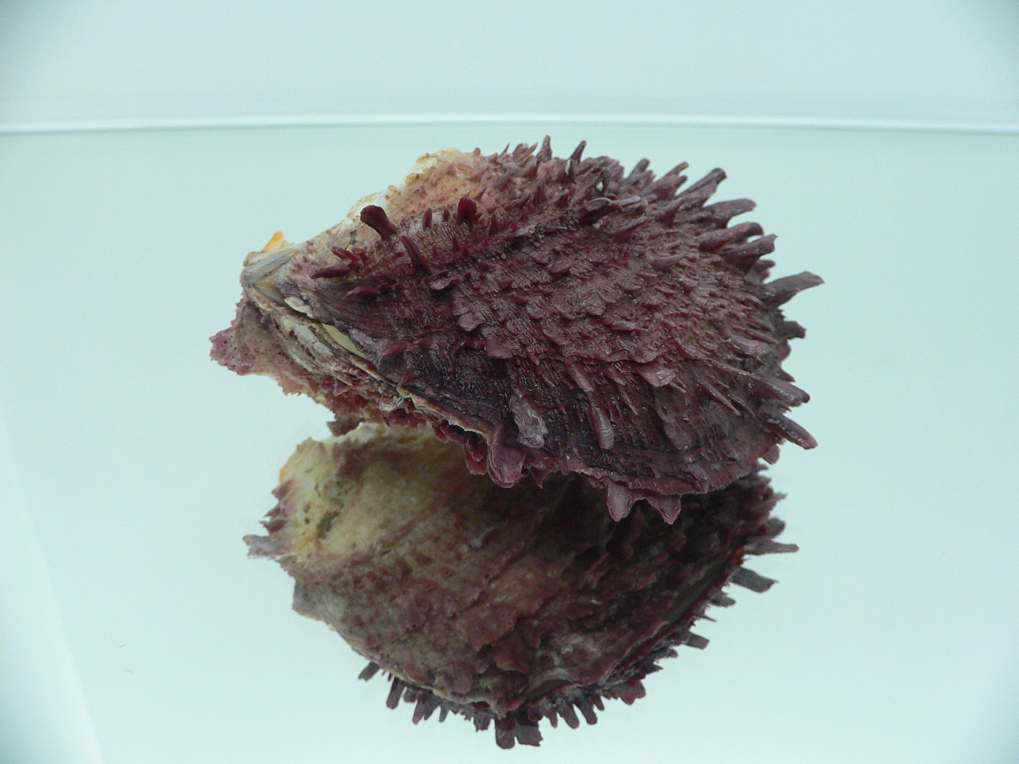 Spondylus asiaticus BIG & TERRACOT