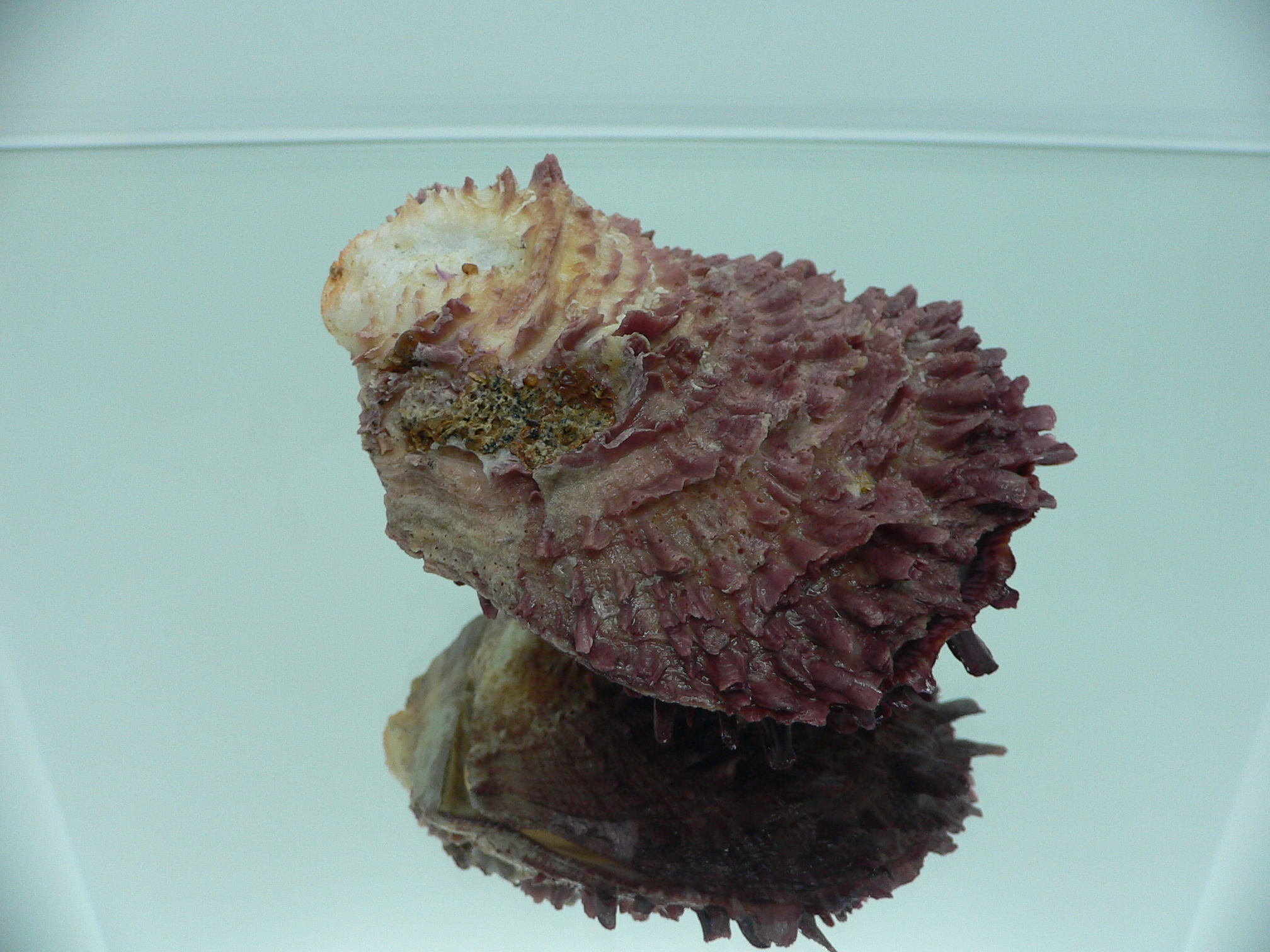 Spondylus asiaticus BIG & TERRACOT