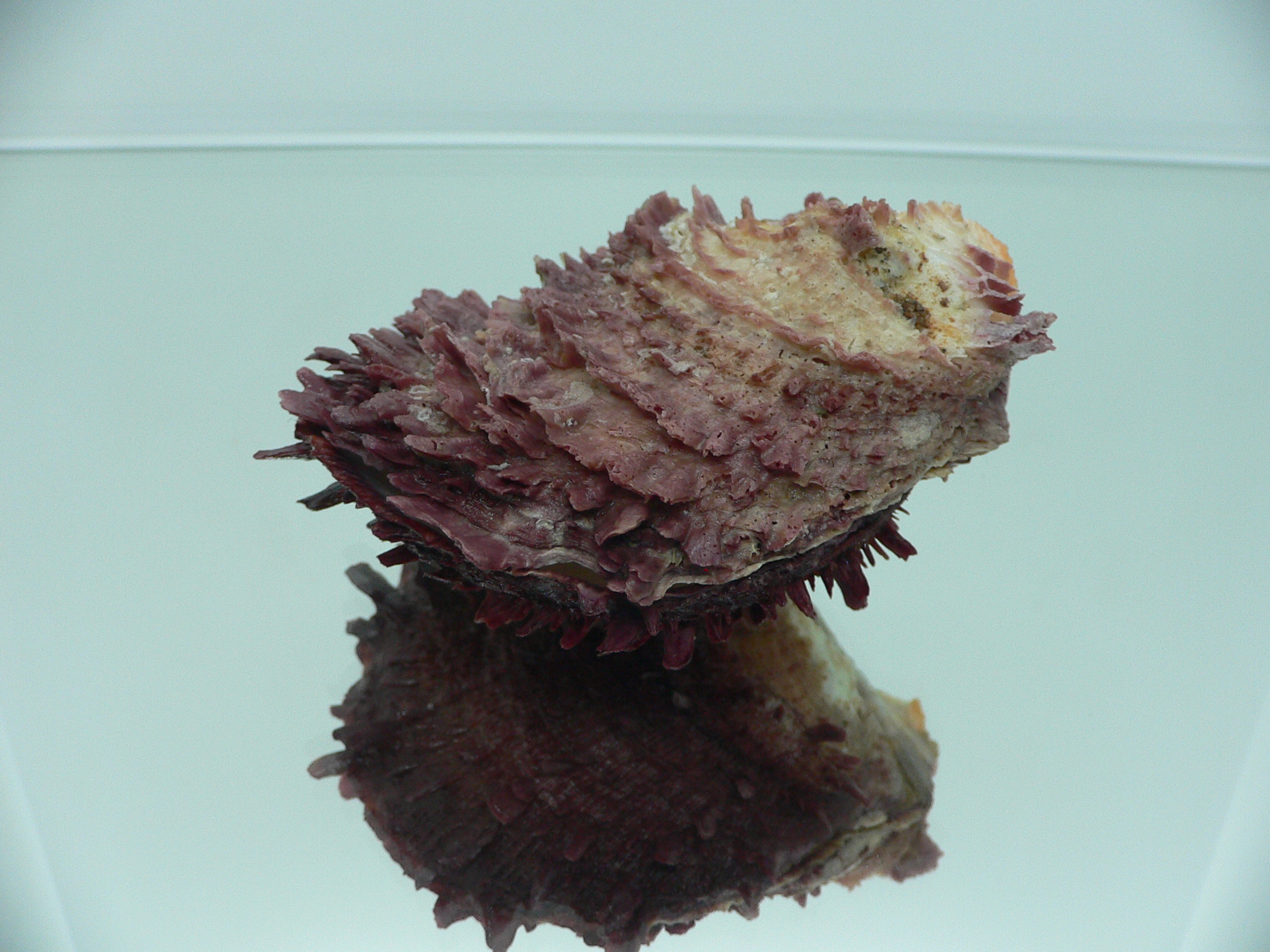 Spondylus asiaticus BIG & TERRACOT