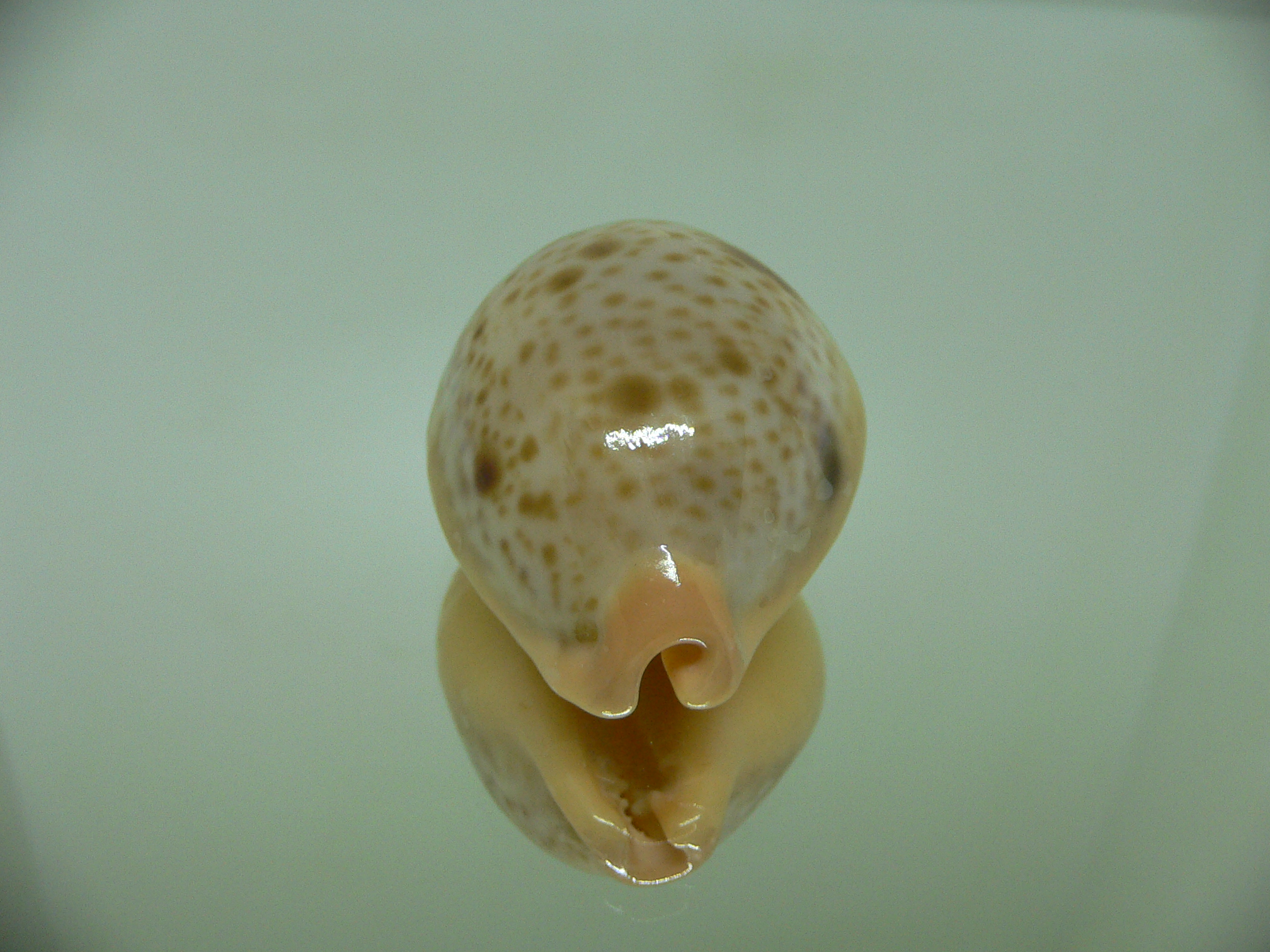 Cypraea porteri porteri