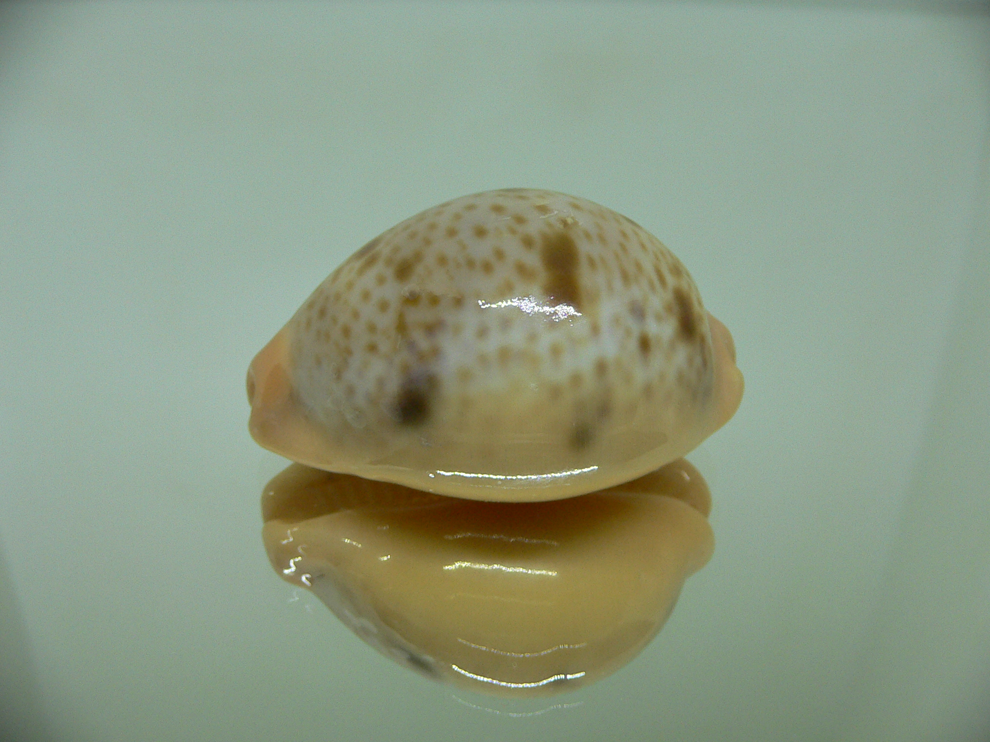 Cypraea porteri porteri