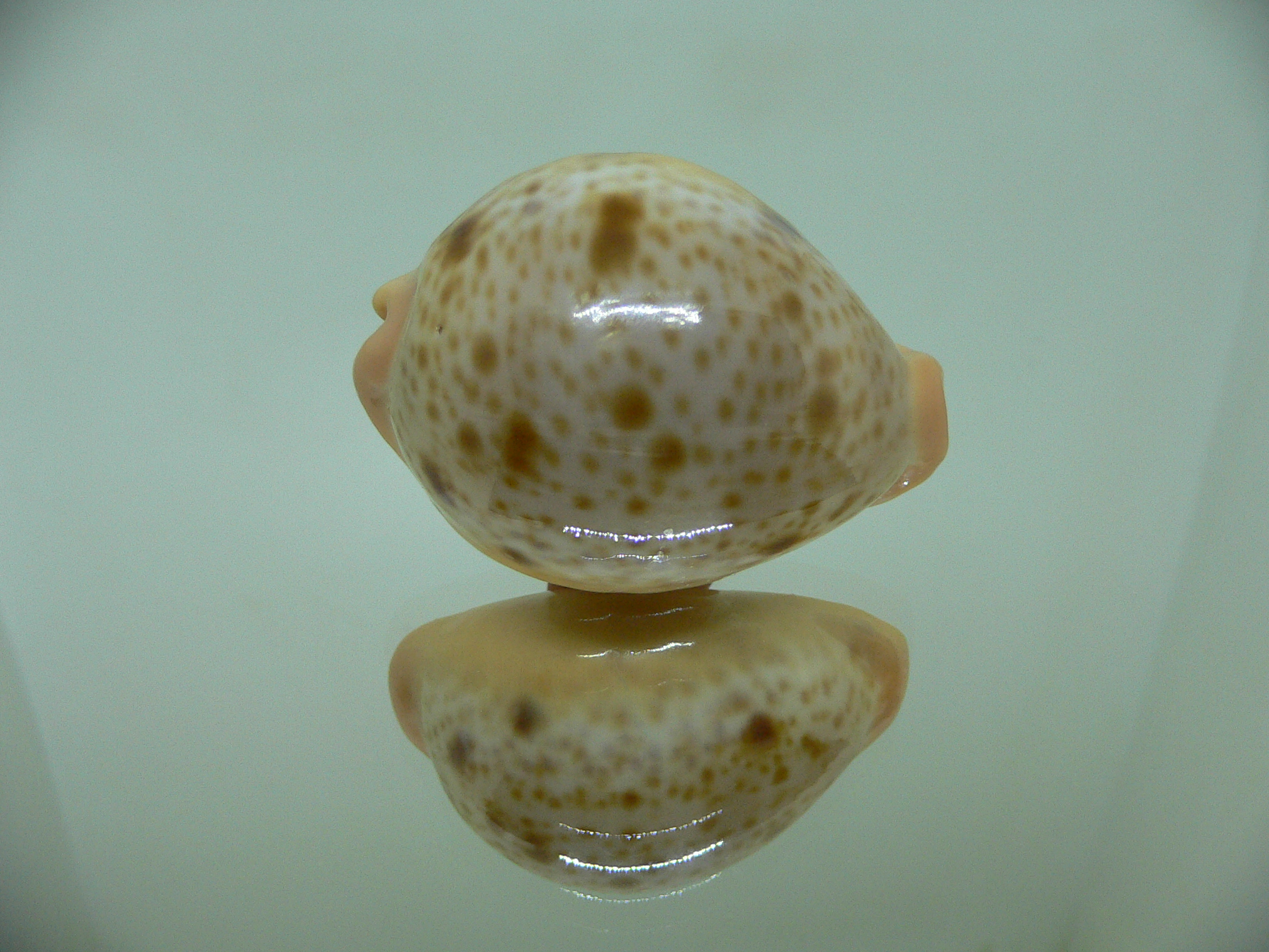 Cypraea porteri porteri