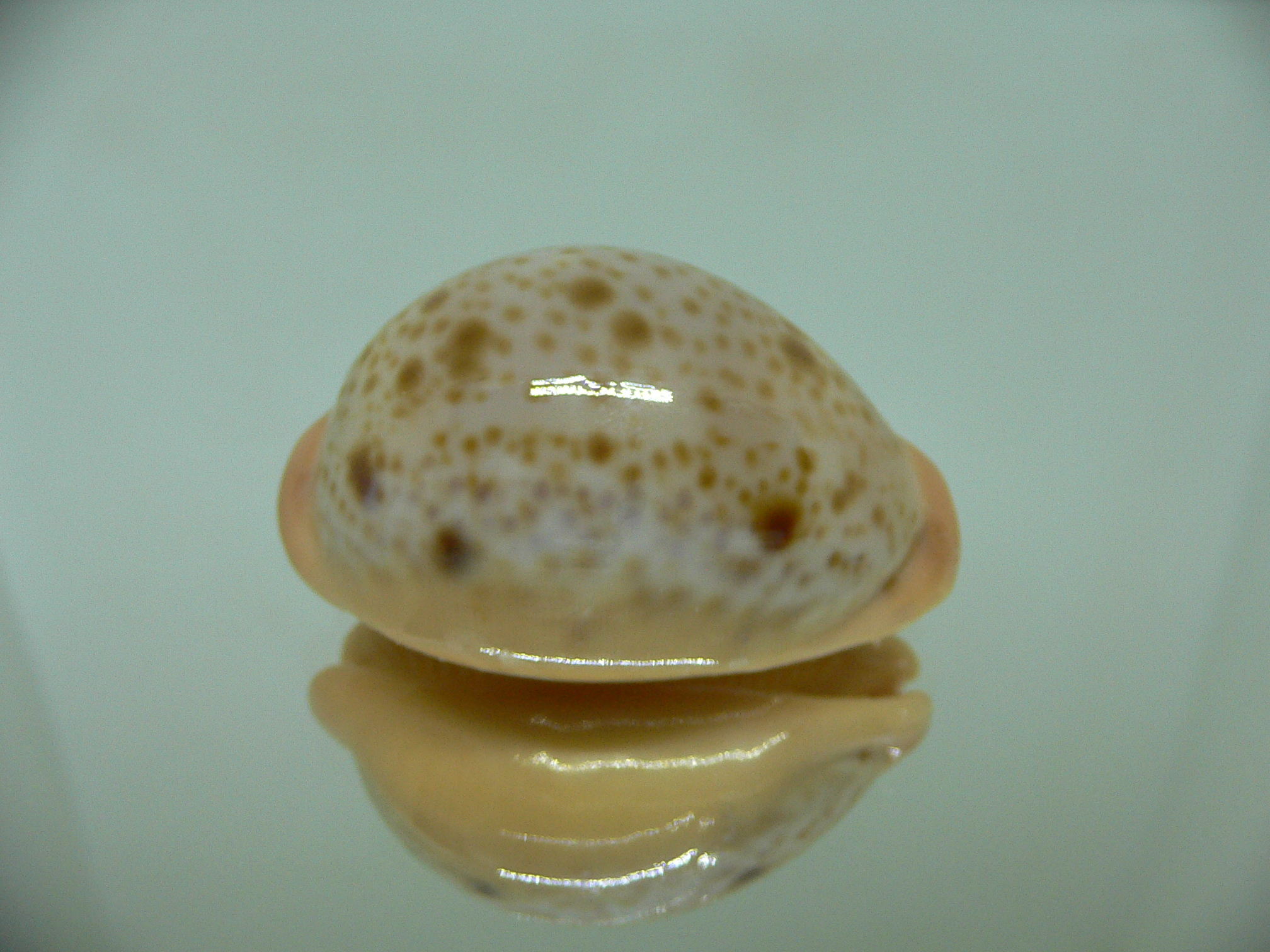 Cypraea porteri porteri