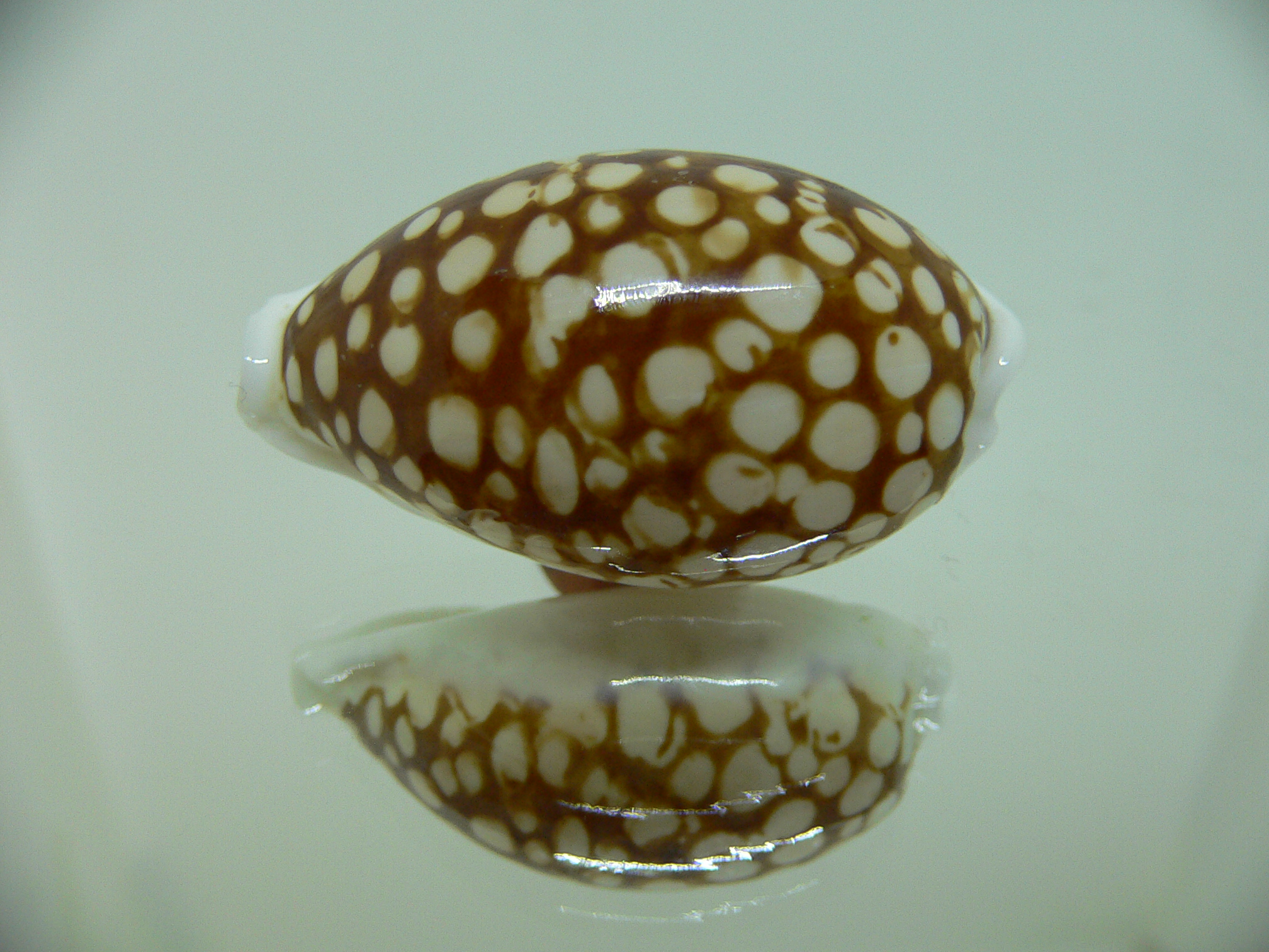 Cribrarula cribraria VERY BIG & DARK
