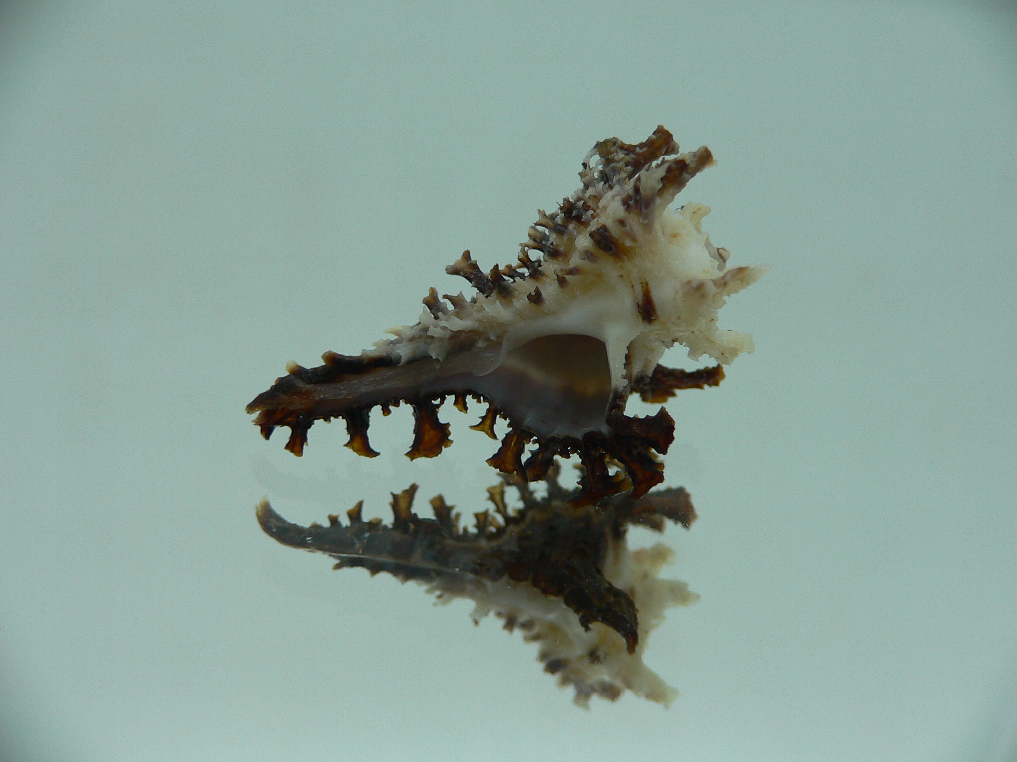 Homalocantha dondani BIG & CURLY