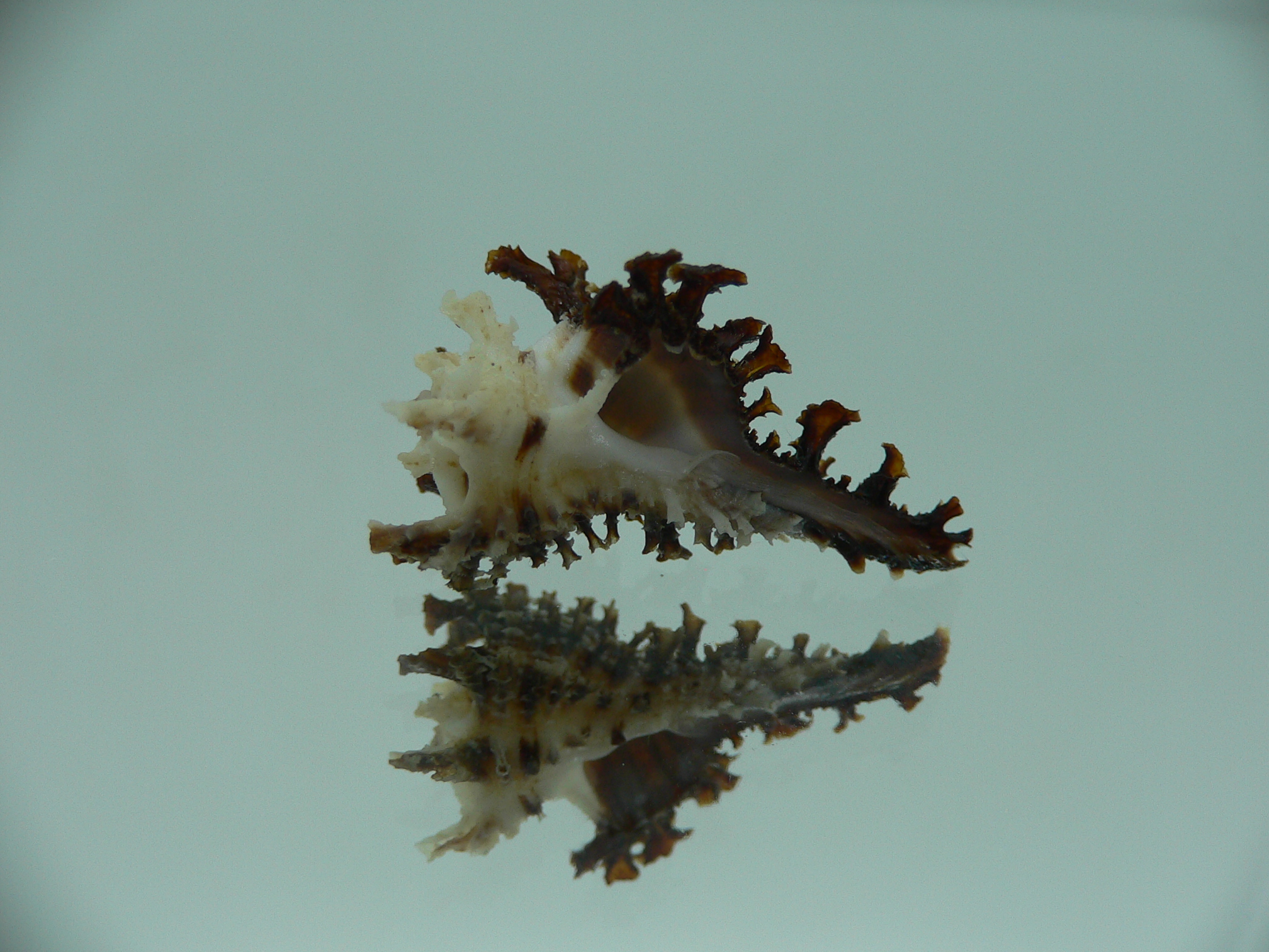 Homalocantha dondani BIG & CURLY