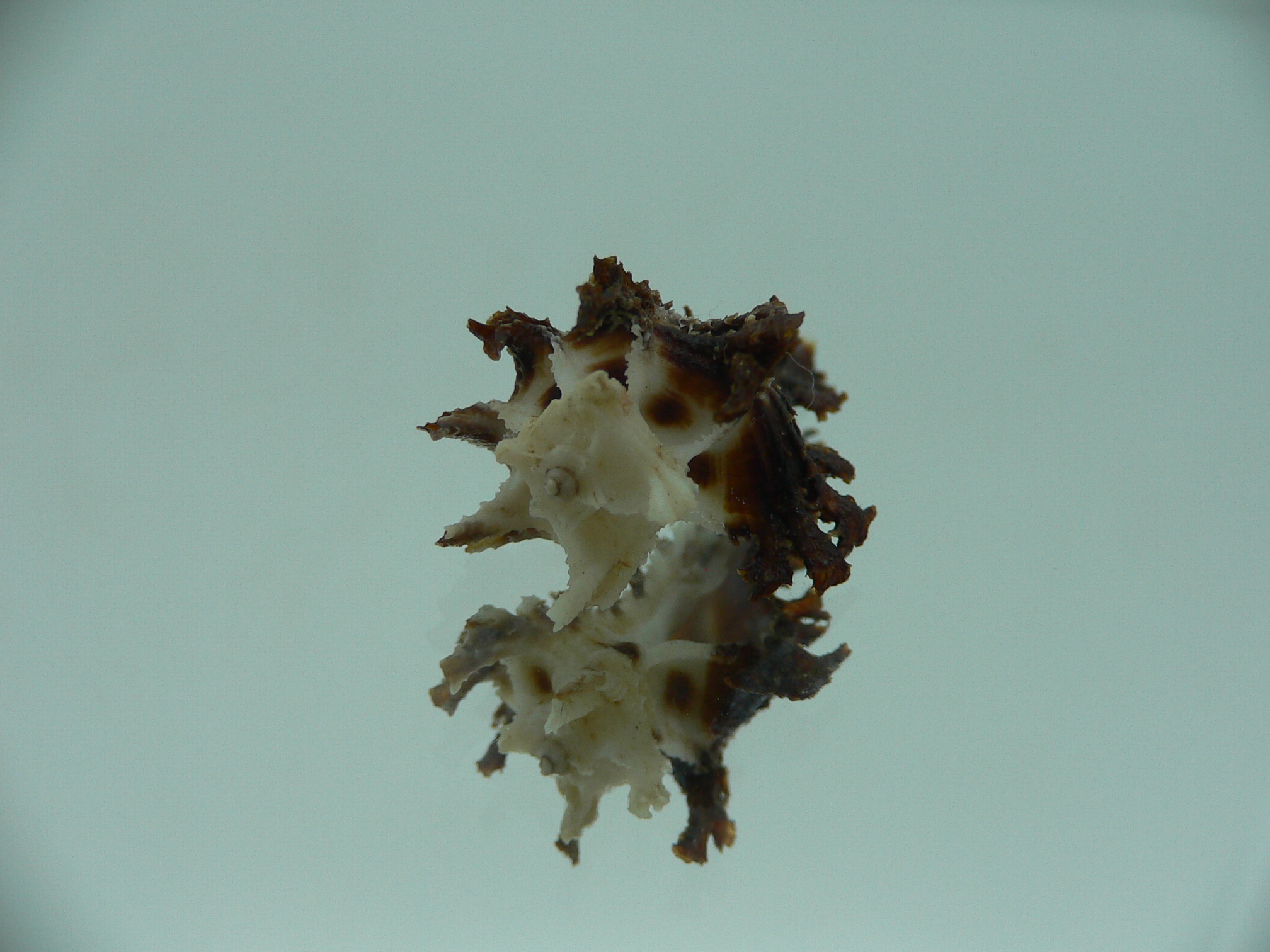 Homalocantha dondani BIG & CURLY