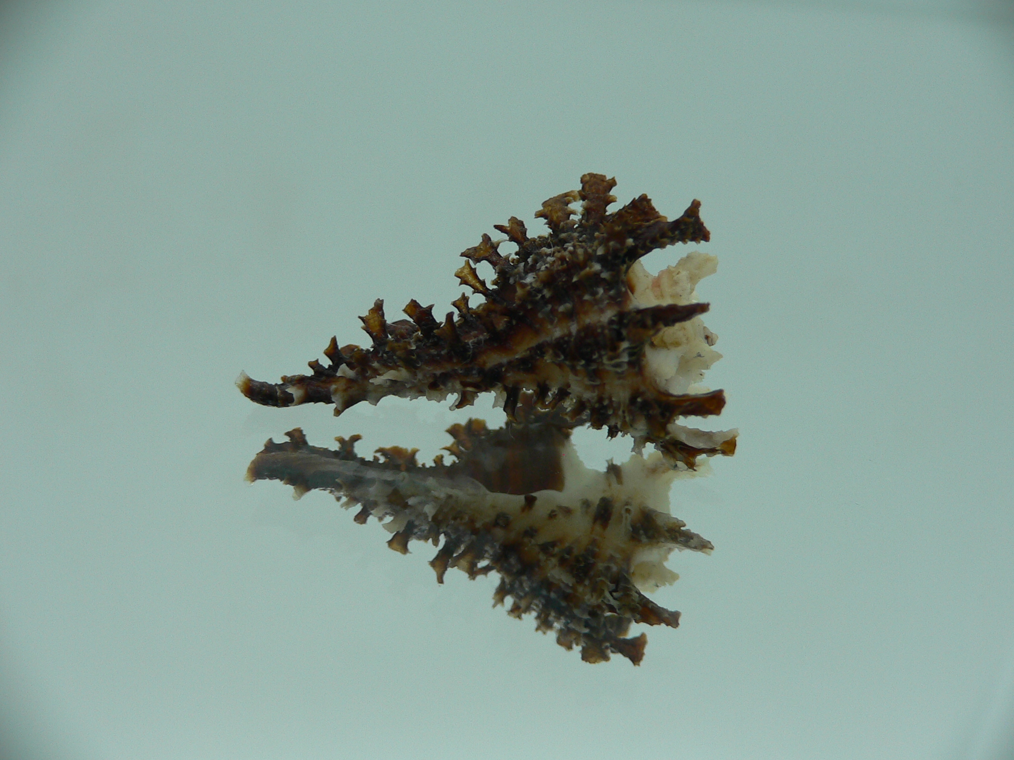 Homalocantha dondani BIG & CURLY