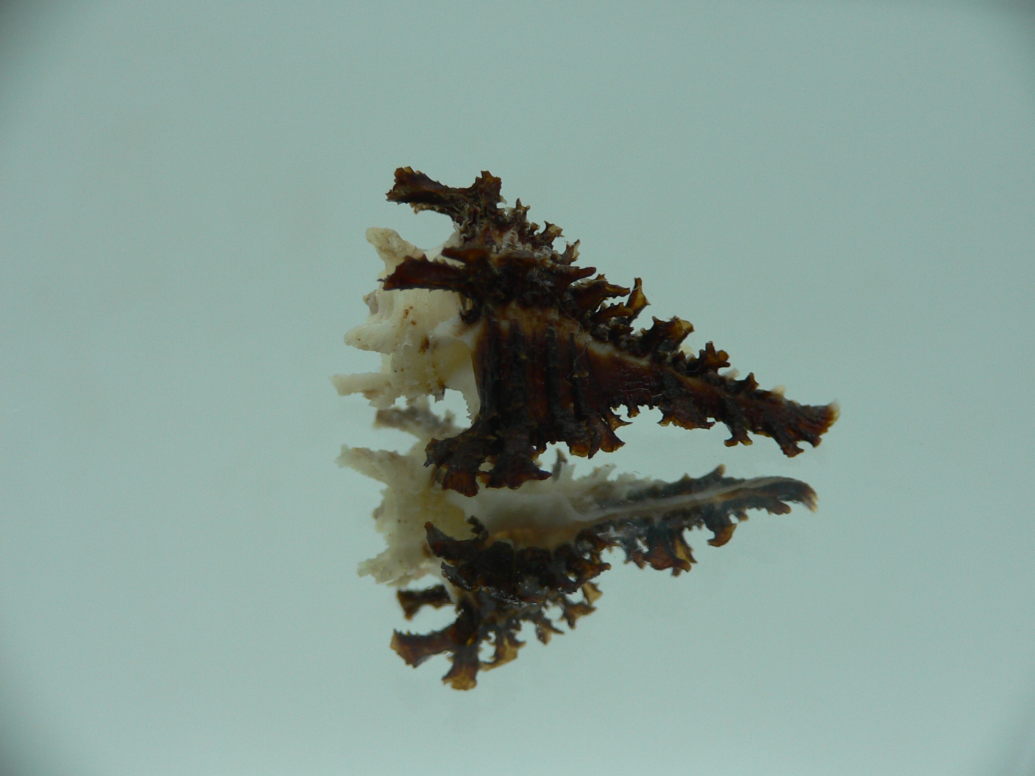 Homalocantha dondani BIG & CURLY