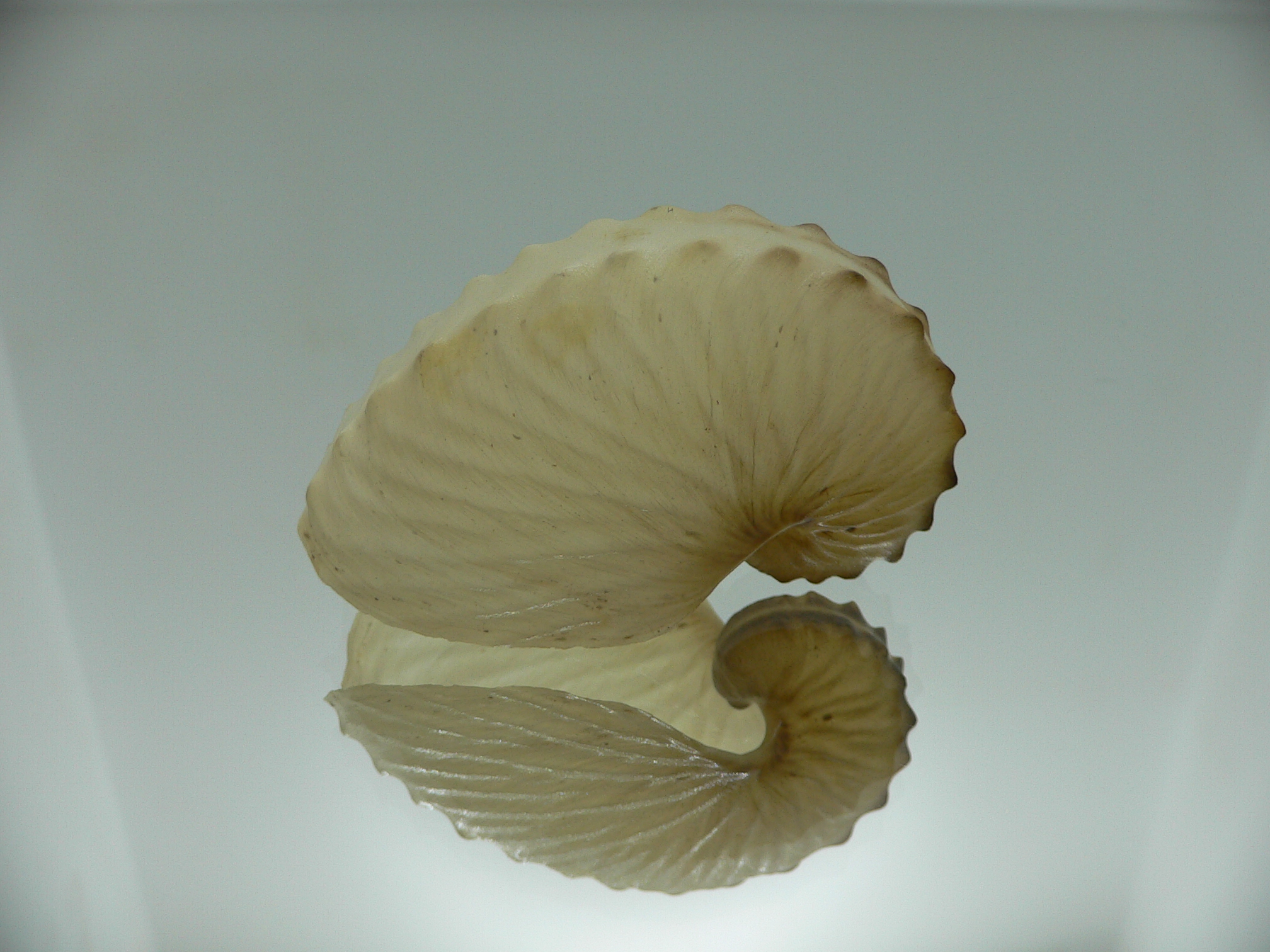 Argonauta hians cf. UNUSUAL