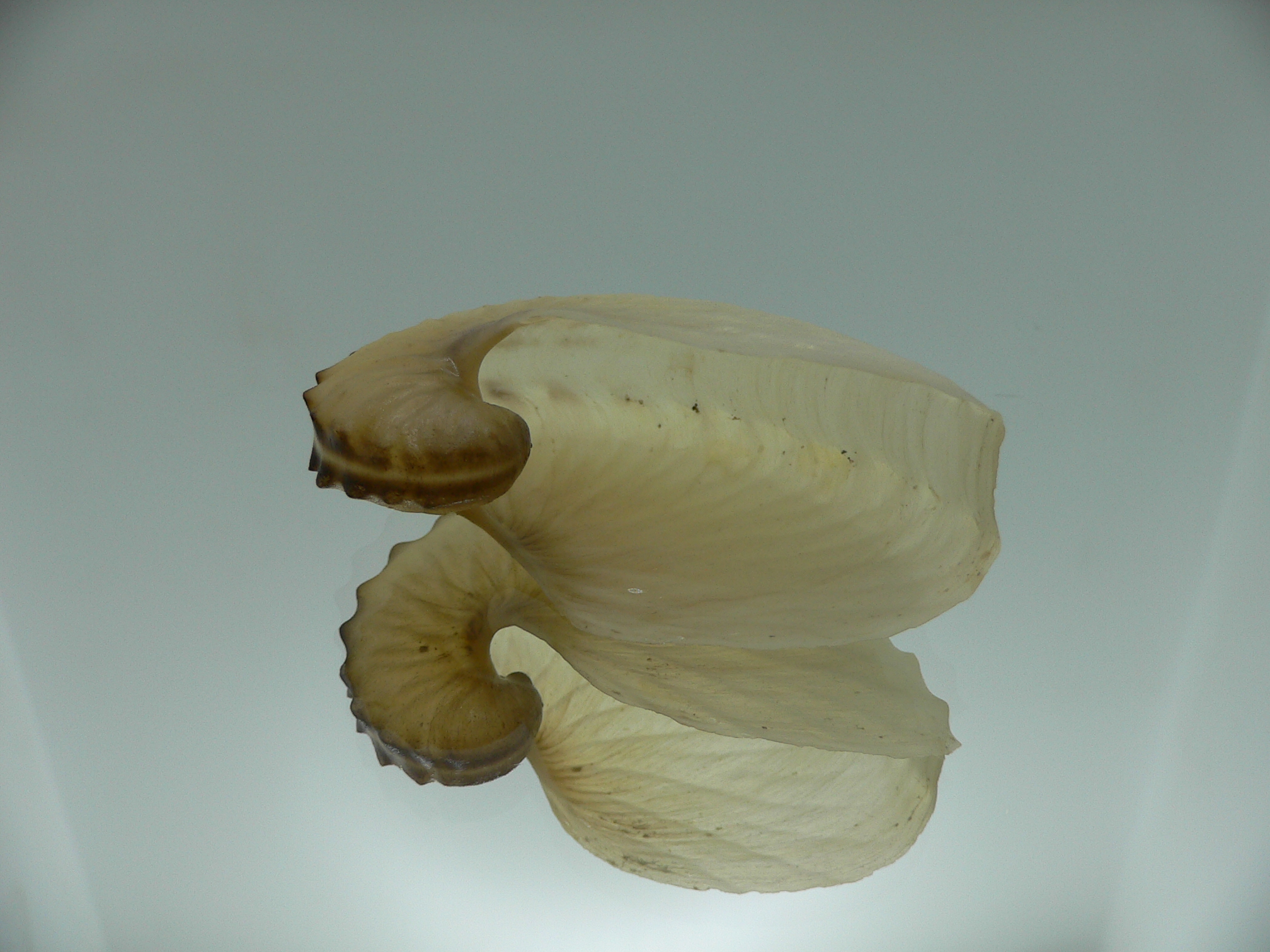 Argonauta hians cf. UNUSUAL