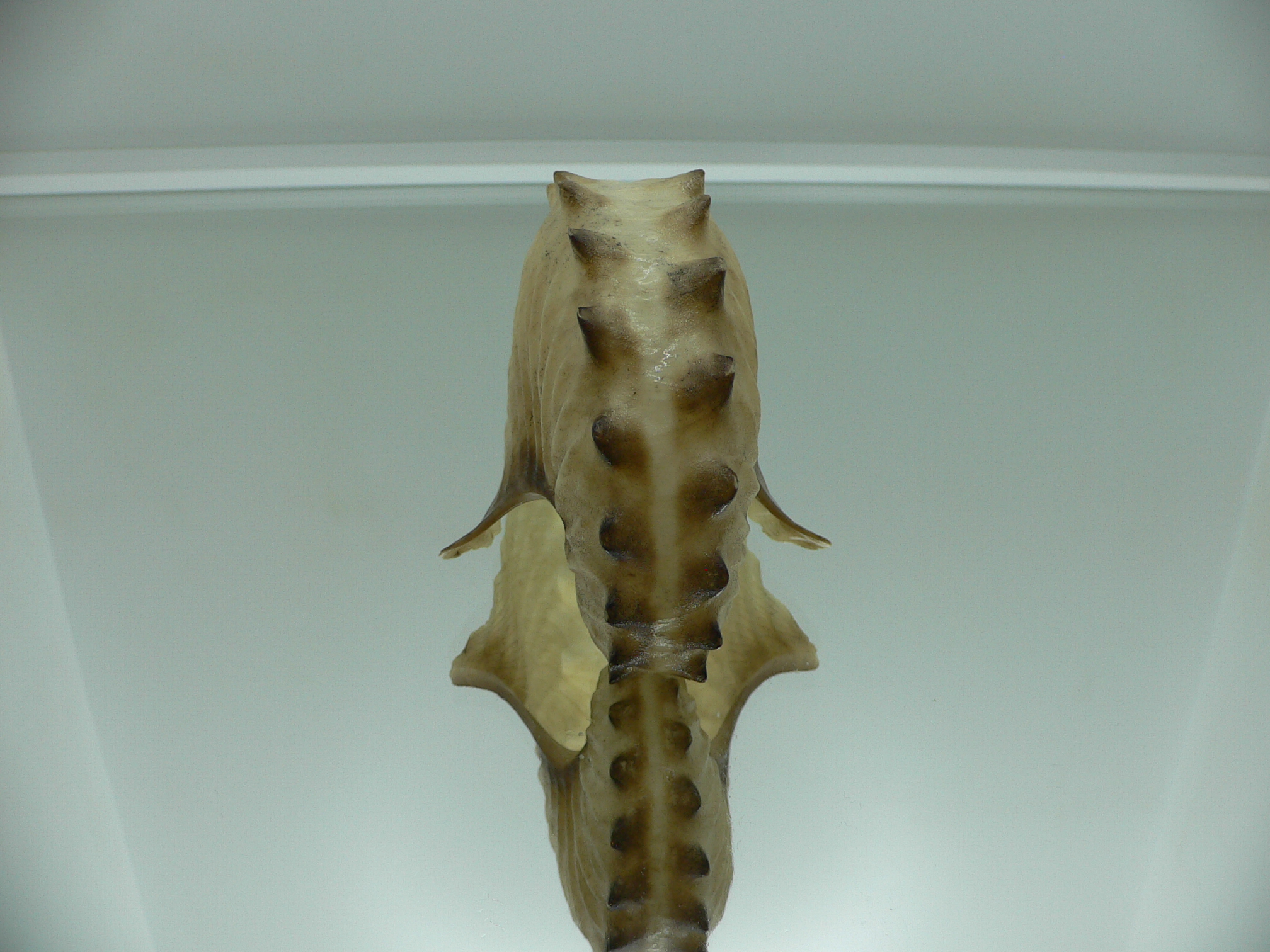 Argonauta hians DARK