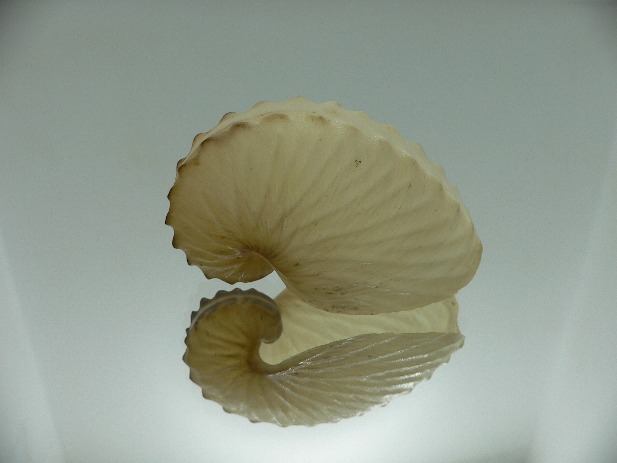 Argonauta hians cf. UNUSUAL