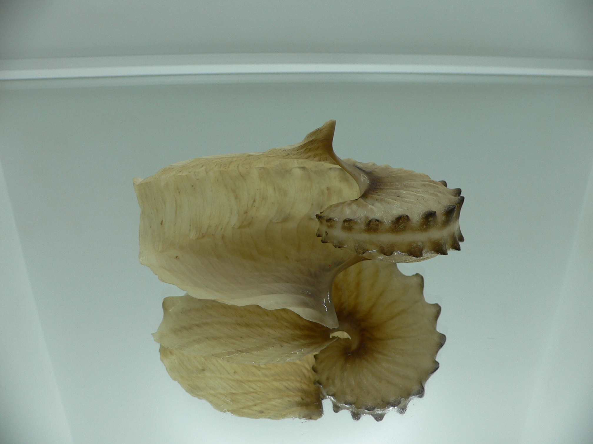 Argonauta hians DARK