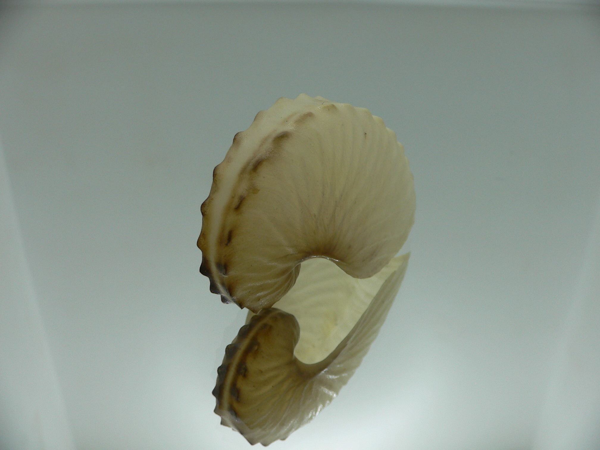 Argonauta hians cf. UNUSUAL