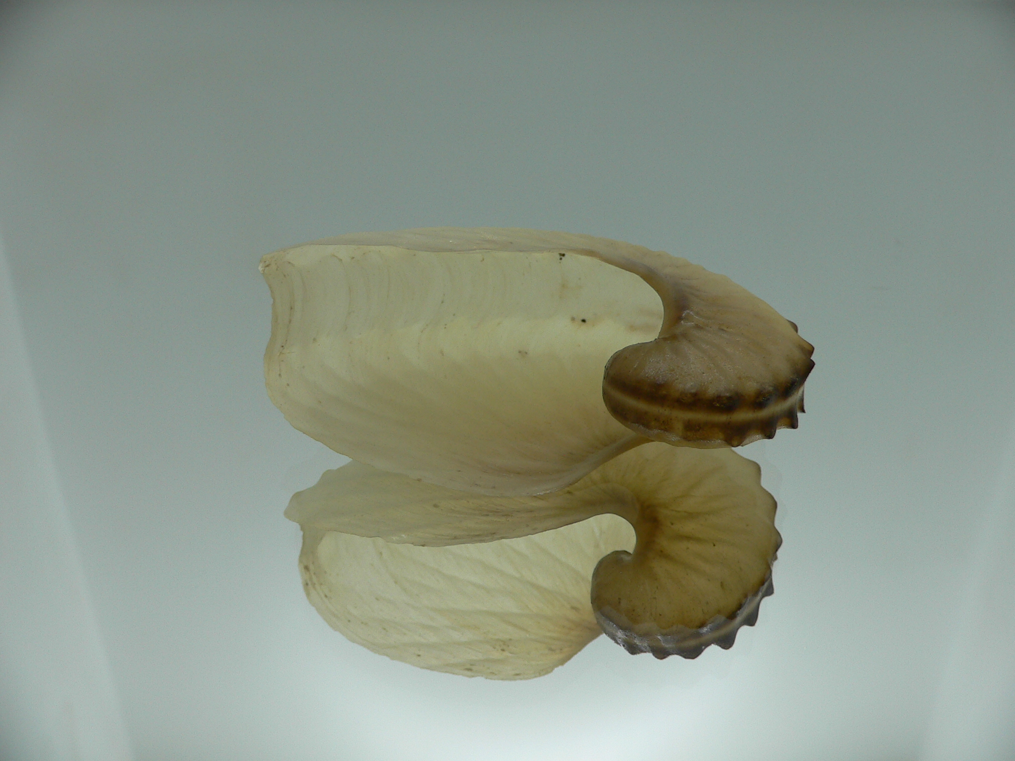 Argonauta hians cf. UNUSUAL