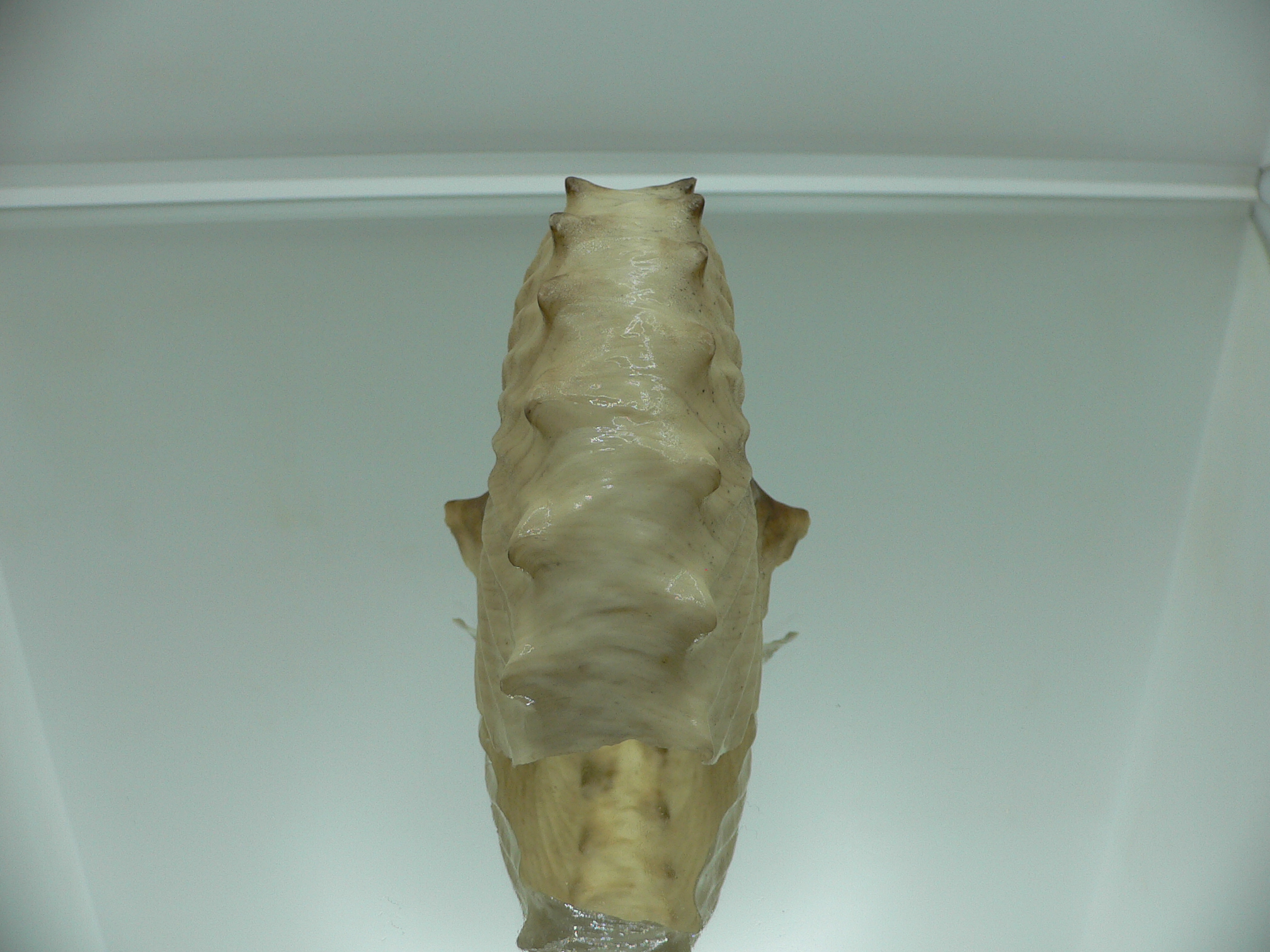 Argonauta hians DARK