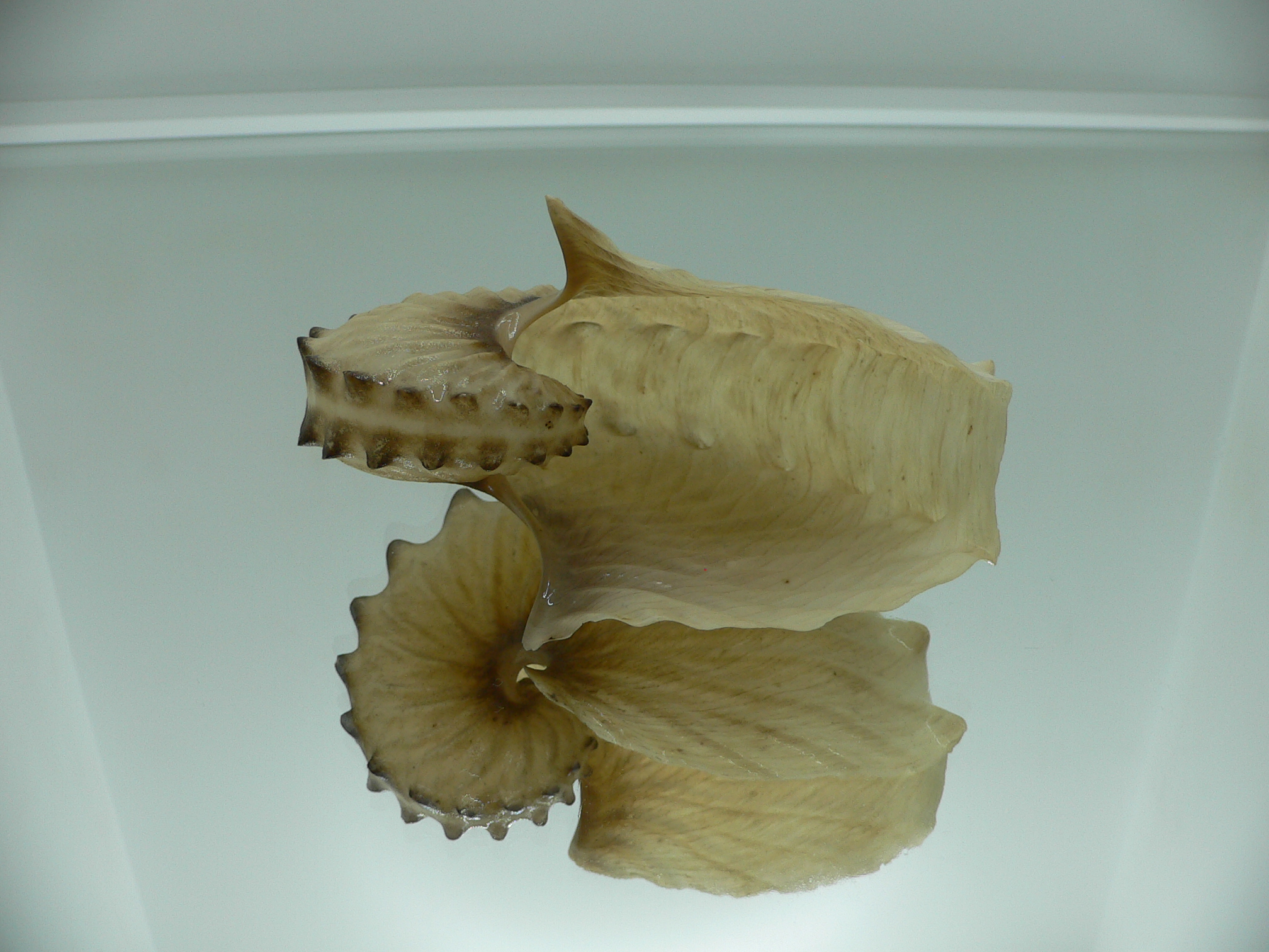 Argonauta hians DARK