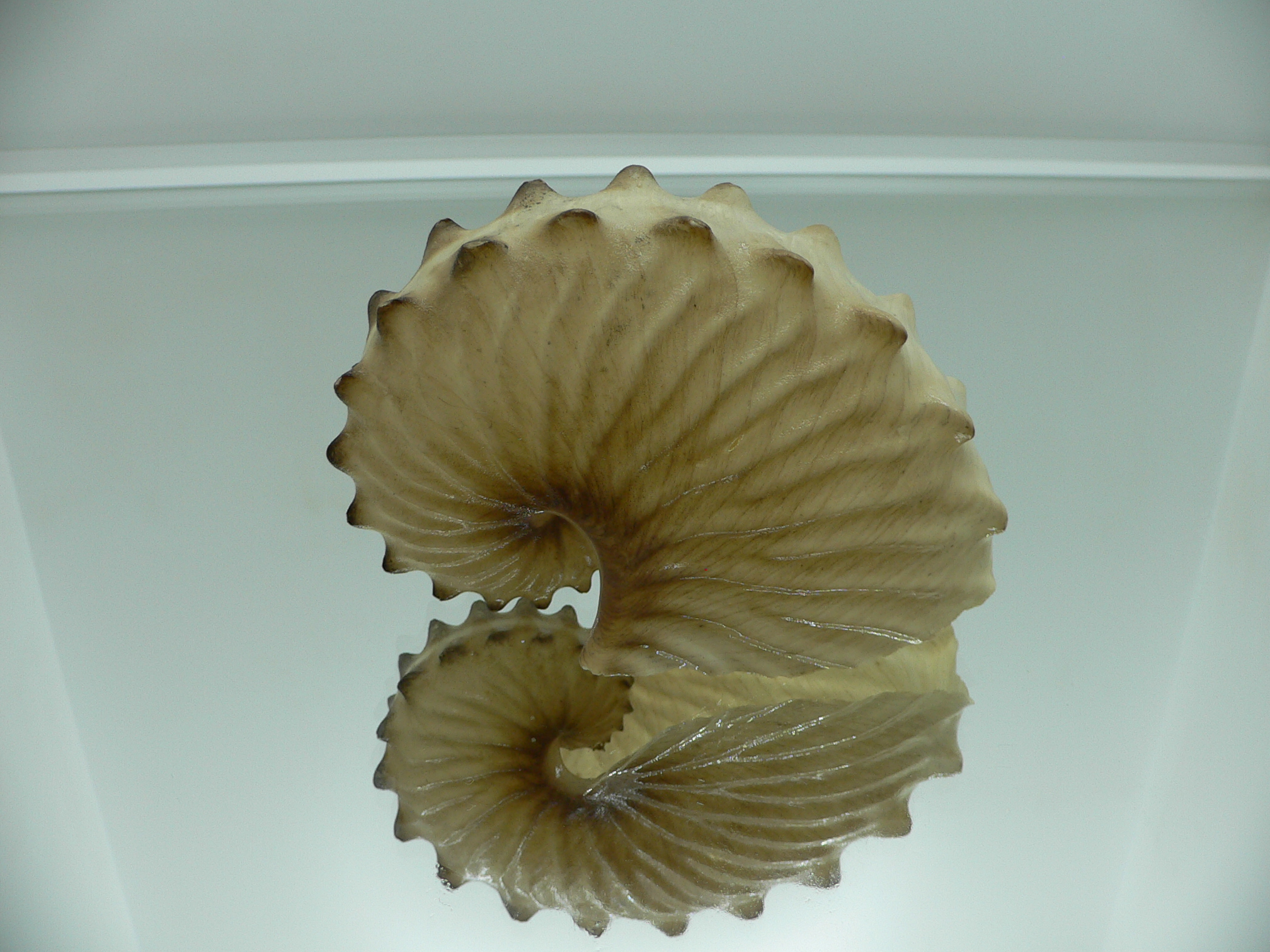 Argonauta hians DARK