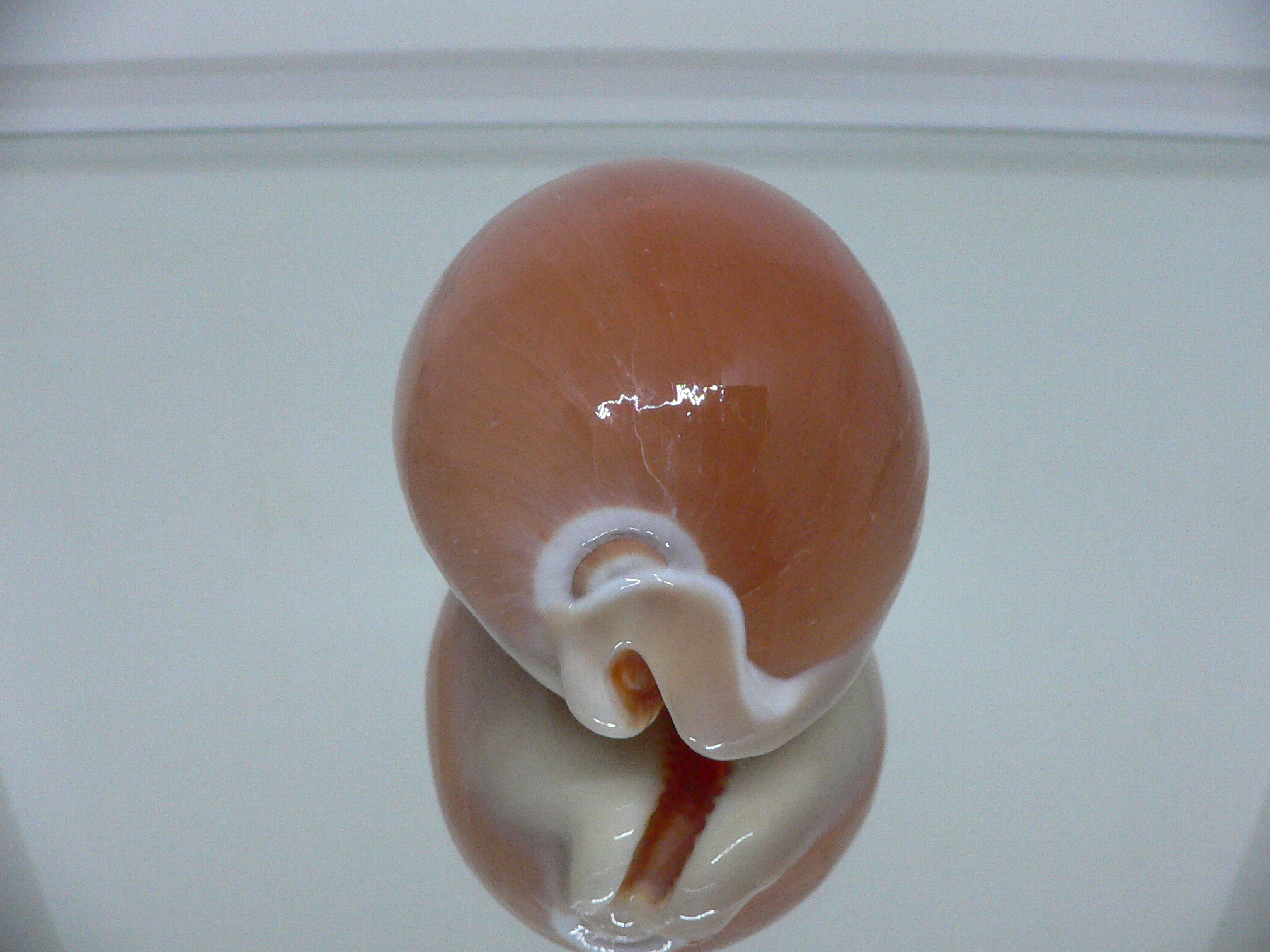 Cypraea aurantium COLOR