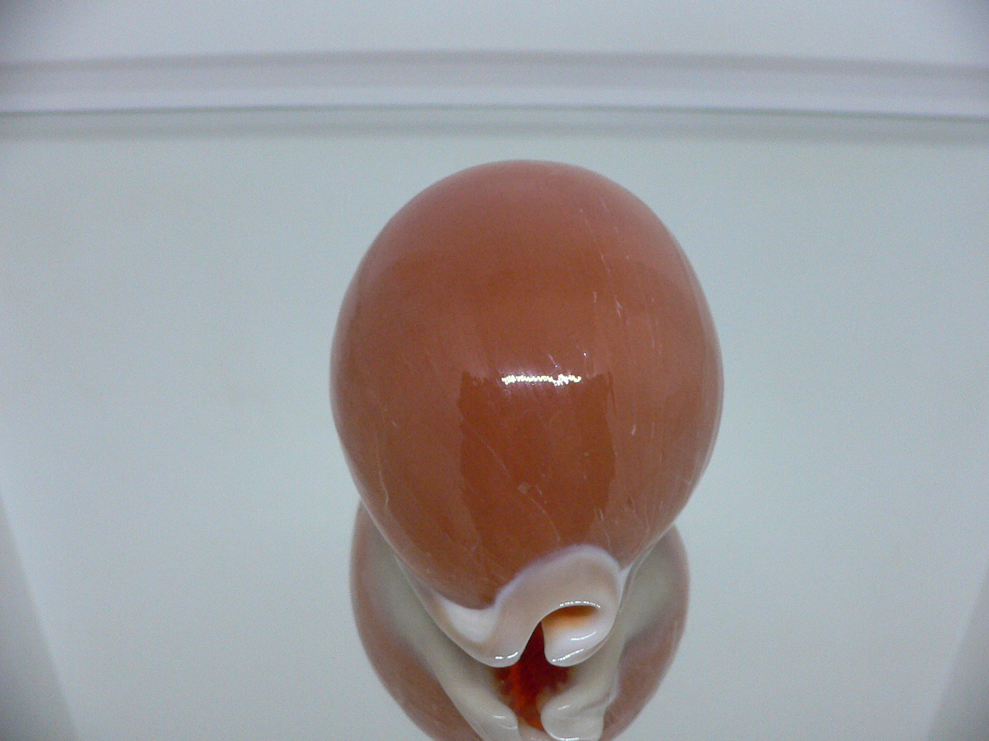 Cypraea aurantium COLOR