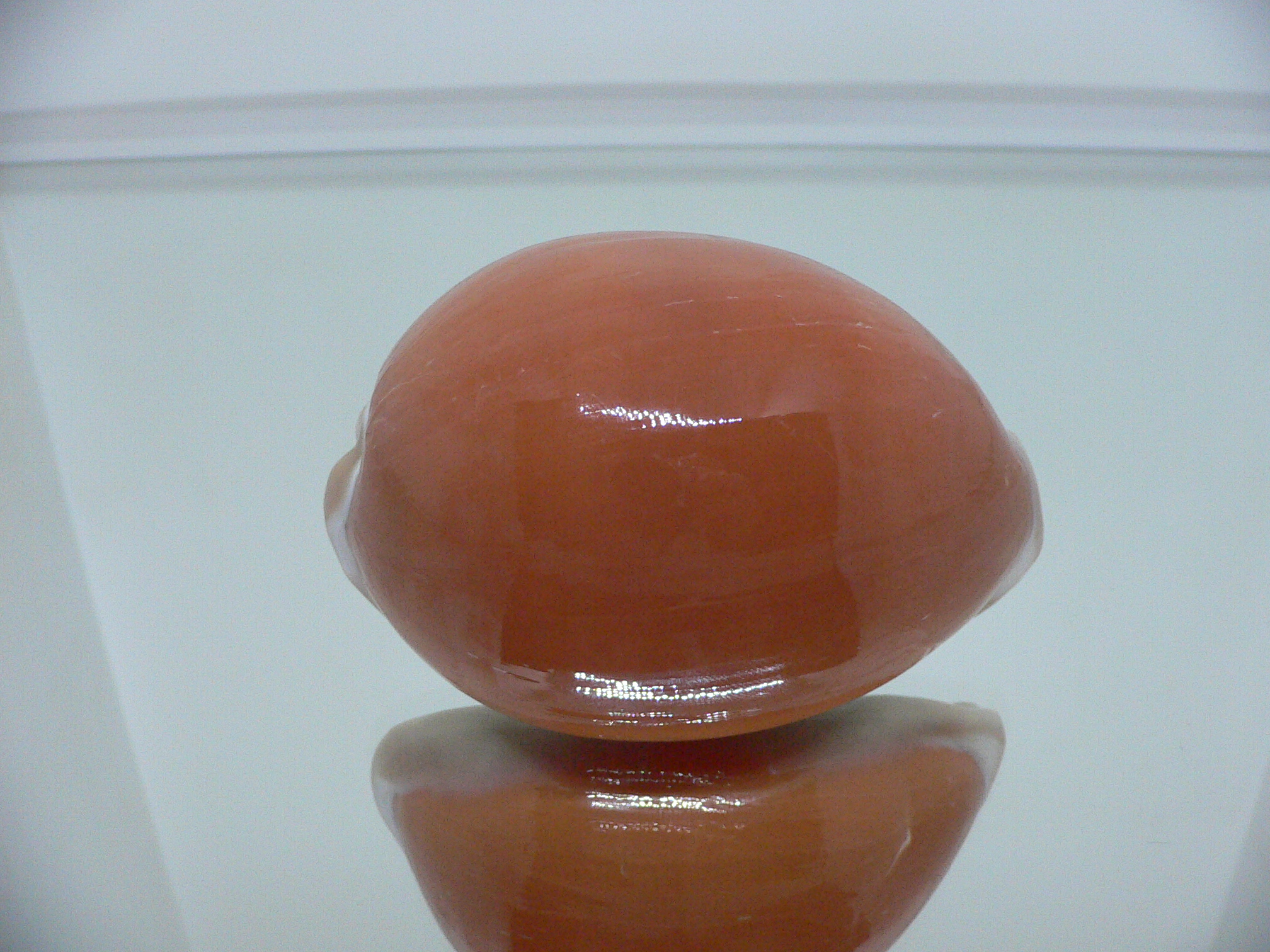 Cypraea aurantium COLOR