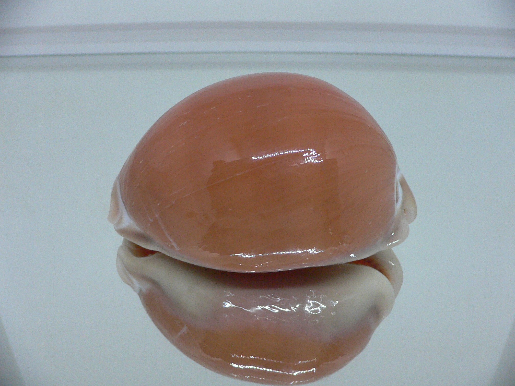 Cypraea aurantium COLOR