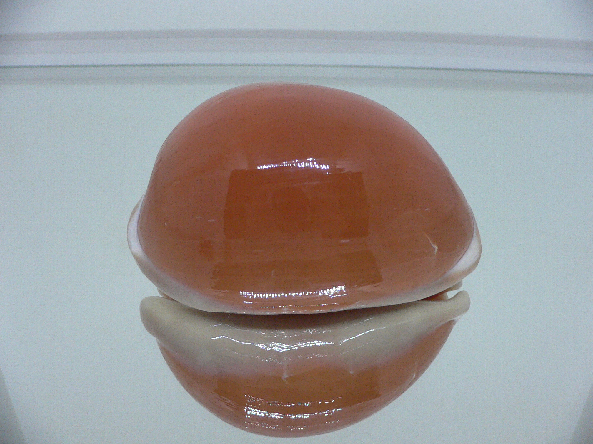 Cypraea aurantium COLOR